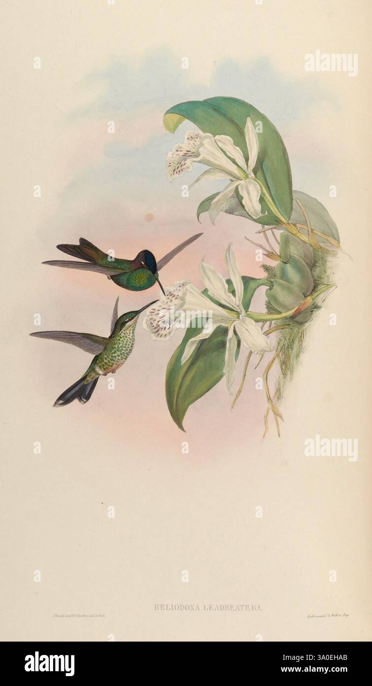 Eine Monografie der Trochilidae, oder Familie der Kolibri, London, gedruckt von Taylor und Francis, 1861 [d. h. 1849-1861], Kolibri, Heliodoxa leadbeateri, Violett-Front brillant, zwei leuchtende Kolibris schweben neben zarten weißen Blumen und zeigen ihre schillernden Federn in verschiedenen Grün- und Blautönen. Jeder Vogel zeigt eine einzigartige Färbung und komplizierte Details in seinem Gefieder, während er seine schlanken Schellen in Richtung der Blüten ausdehnt und sich von Nektar ernährt. Das umgebende Laub fügt eine üppige und natürliche Kulisse hinzu und unterstreicht die Schönheit der Szene mit sanften Pastelltönen Stockfoto