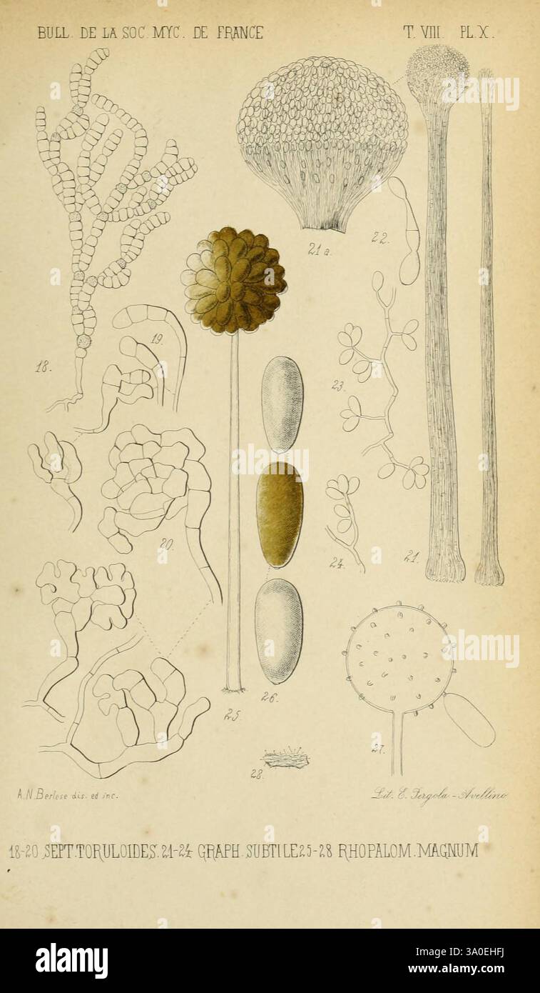 Bulletin de la Société Mycologique de France. Epinal, La Société, 1885-1903. Frankreich, Pilze, Zeitschriften, Mykologie. Diese Illustration zeigt eine Reihe detaillierter botanischer Skizzen, die eine Vielzahl von Pilzformen und -Strukturen zeigen. Die Zusammensetzung umfasst verschiedene Arten, die mit präziser Kennzeichnung dargestellt werden und ihre einzigartigen Eigenschaften hervorheben. Bemerkenswerte Elemente sind komplizierte Kiemen, Sporenmuster und charakteristische Fortpflanzungsmerkmale wie Fruchtkörper und Hyphusstrukturen. Das Layout ist methodisch organisiert, mit Verweisen auf spezifische wissenschaftliche Klassifizierungen, die ein enthalten Stockfoto