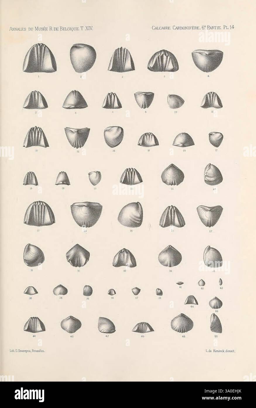 Faune du calcaire carbonifère de la Belgique Bruxelles F. Hayez impr. 1878-87 Belgien Brachiopod fossile karbonfische fossile Weichtiere fossile Paläontologie Fossilien Meeresschalen diese Abbildung zeigt eine Sammlung verschiedener Muschelformen, die sorgfältig in einem Gitterformat angeordnet sind. Jede Probe weist unterschiedliche Eigenschaften auf, wie unterschiedliche Größen, Muster und Oberflächenstrukturen. Die Schalen scheinen verschiedenen Spezies zuzugehören und zeigen einzigartige Formen wie konische, abgerundete und längliche Formen. Diese anatomischen Details betonen die Vielfalt der Meereslebewesen. Jede Schale ist Stockfoto