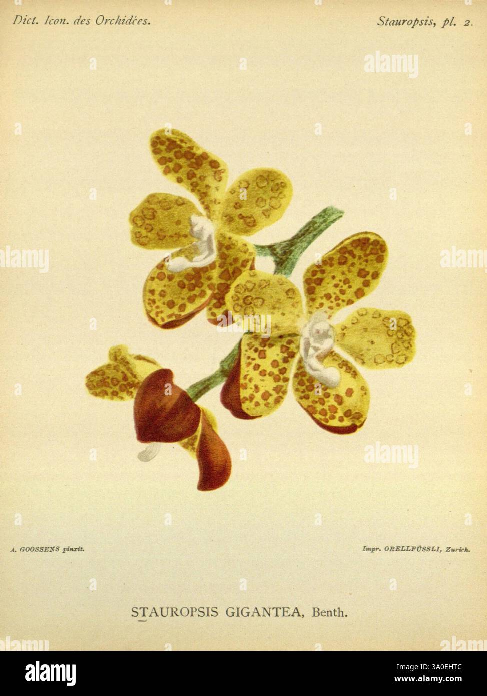 Dictionnaire iconographique des orchidees, 1896-1907, Orchidaceae, Botanik, Bildwerke, die Abbildung zeigt eine detaillierte Darstellung der Stauropsis-Riesenorchidee, die sich durch ihre einzigartigen gepunkteten gelben und braunen Blütenblätter auszeichnet. Die Blüten haben eine zarte Struktur mit einem cremeweißen Zentrum, das sich elegant von den leuchtenden Blütenblättern abhebt. Unterhalb der markanten gelben Blüten sind kleinere rötlich-braune Blüten zu sehen, die zur Schönheit der Komposition beitragen. Die botanische Kunst fängt die komplizierten Details und Texturen der Orchideenblätter ein und betont die natura Stockfoto