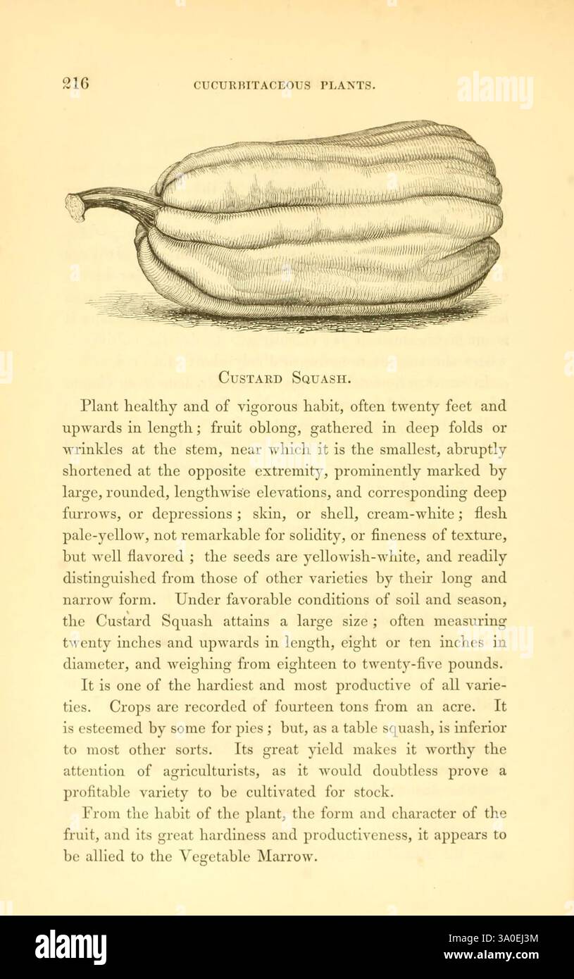 Das Feld- und Gartengemüse von Amerika Boston, Crosby and Nichols, 1863. Gemüse, USA, Kongress, Sorten, Gemüsegarten, die Seite enthält eine detaillierte botanische Beschreibung des Puddingkürbis, die seine gesunden Wachstumsmerkmale hervorhebt. Sie merkt die Tendenz der Pflanze zum Aufstieg an, wobei ihre Früchte eine Reihe von Formen aufweisen, von gestreckten bis hin zu kompakteren Formen. Der Text betont die charakteristischen Farbvarianten der Frucht, die Schattierungen von blassgrün bis cremigem weiß umfassen können, und erläutert die zarte Haut und die unverwechselbare Textur. Zusätzlich Kultivierungsspitzen und gr Stockfoto