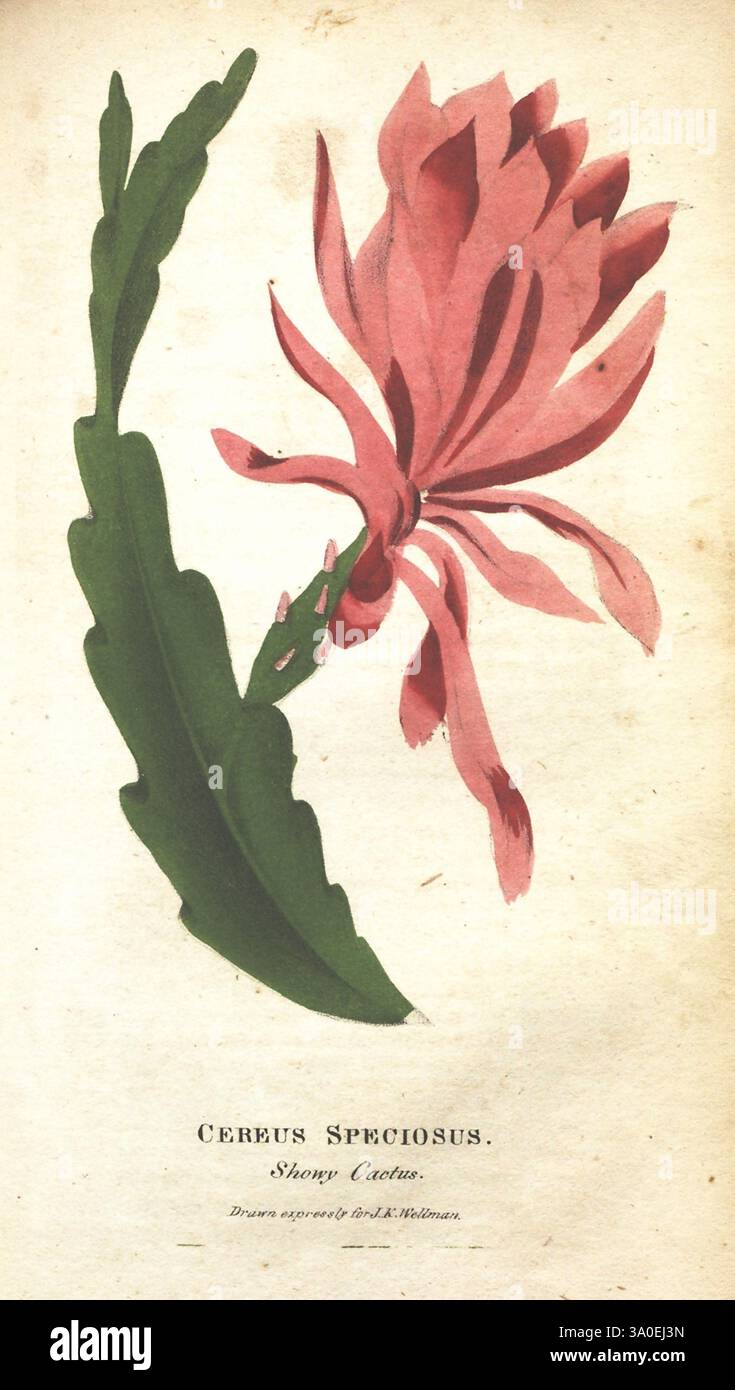 Die, illustrierte, Botanik, New York, J. K, Wellman, 1846-1847, farbig, Botanik, Lithografien, Bildwerke, diese Illustration zeigt den „Cerrus Speciosus“, auch bekannt als der scharfe Kaktus. Das Kunstwerk zeigt die lebendigen, komplizierten Blütenblätter der Blume, die mit einem auffälligen Aussehen und einer zarten Form blühen. Die dazugehörigen grünen Blätter fächern sich elegant auf und bilden einen kontrastierenden Hintergrund, der die visuelle Wirkung der leuchtend rosa-roten Blüten verstärkt. Unterhalb der floralen Darstellung ist der wissenschaftliche Name elegant eingeschrieben, neben dem Hinweis, dass die Zeichnung exec war Stockfoto