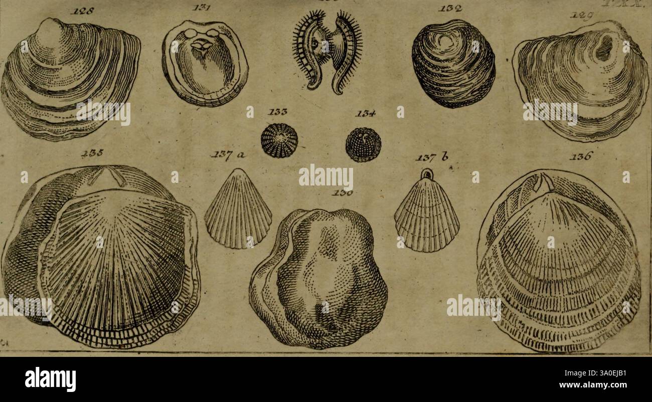 Unterhaltungen aus der Naturgeschichte, Augsburg, Schlosser, 1834, Mollusks, Eine Sammlung von detailreichen Illustrationen zu verschiedenen Muschelarten. Die Anordnung umfasst verschiedene Arten von Zweiventilen, die sich durch ihre symmetrischen Formen und unterschiedlichen Texturen auszeichnen. Mehrere Schalen weisen markante Rippen und Muster auf, wobei ein Beispiel eine abgerundete Form zeigt. Neben den Schalen befinden sich numerische Beschriftungen, die ihre Identifikation angeben. Die Gesamtzusammensetzung spiegelt eine wissenschaftliche Untersuchung der Meereslebewesen wider, die die Vielfalt und Schönheit dieser Natur unterstreicht Stockfoto