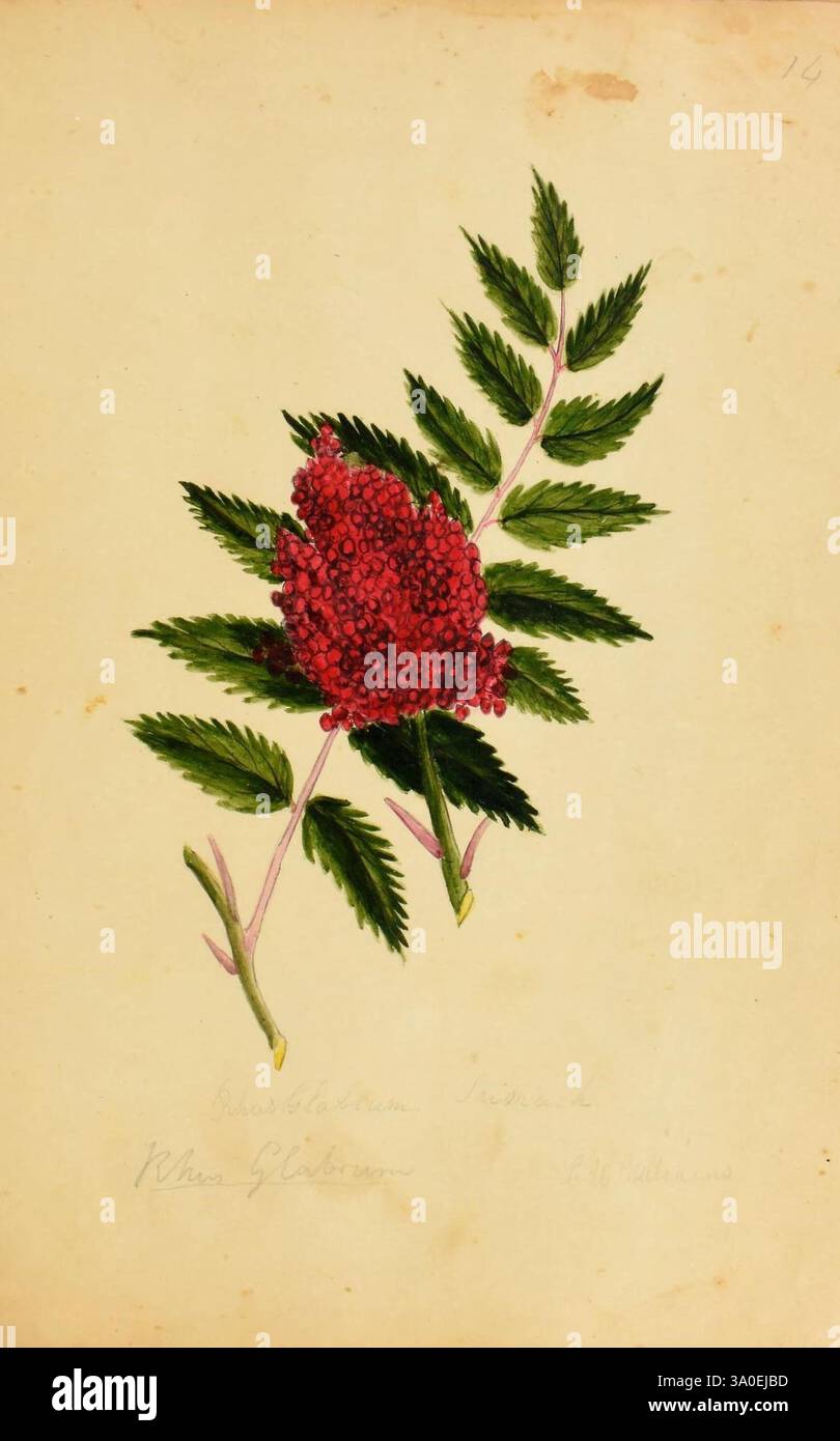 Botanische Beschreibung und medizinische, kulinarische und andere Verwendungen der Pflanzen im ersten Band meines amerikanischen Herbariums, botanische Illustration, Harriet Godhue Williams, Frauen in der Wissenschaft, zeigt das Kunstwerk eine lebhafte Ansammlung roter Beeren, umgeben von üppig grünem Laub. Die komplizierten Details betonen die Textur der Beeren und Blätter und zeigen die natürliche Schönheit dieses botanischen Themas. Der Hintergrund ist eine weich strukturierte Leinwand, die die lebendigen Farben der Pflanze betont. An den Rändern sind handschriftliche Notizen zu sehen, die Kontext oder Informationen über die Art liefern Stockfoto