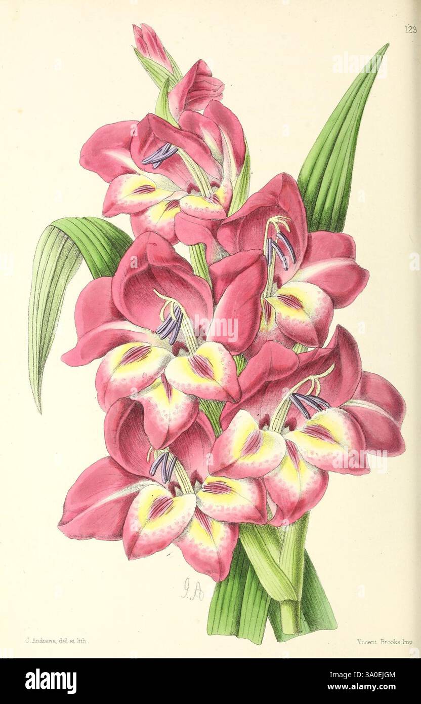 Das Blumenmagazin London, L. Reeve & Co, Blumengärtnerei, Blumen, Zeitschriften, Bildwerke, eine lebendige Illustration einer Gruppe rosafarbener Orchideen mit ihren komplizierten Blütenblättern und auffälligen gelben Kehlen. Die Blüten sind anmutig angeordnet, umgeben von üppig grünen Blättern, die ihre Schönheit verstärken. Jede Blüte ist mit zarten Linien und Tönen versehen, die die weiche Textur und einzigartige Muster hervorheben. Die Gesamtkomposition vermittelt ein Gefühl von Eleganz und natürlicher Schönheit und lädt zur Bewunderung der floralen Kunst ein. Stockfoto