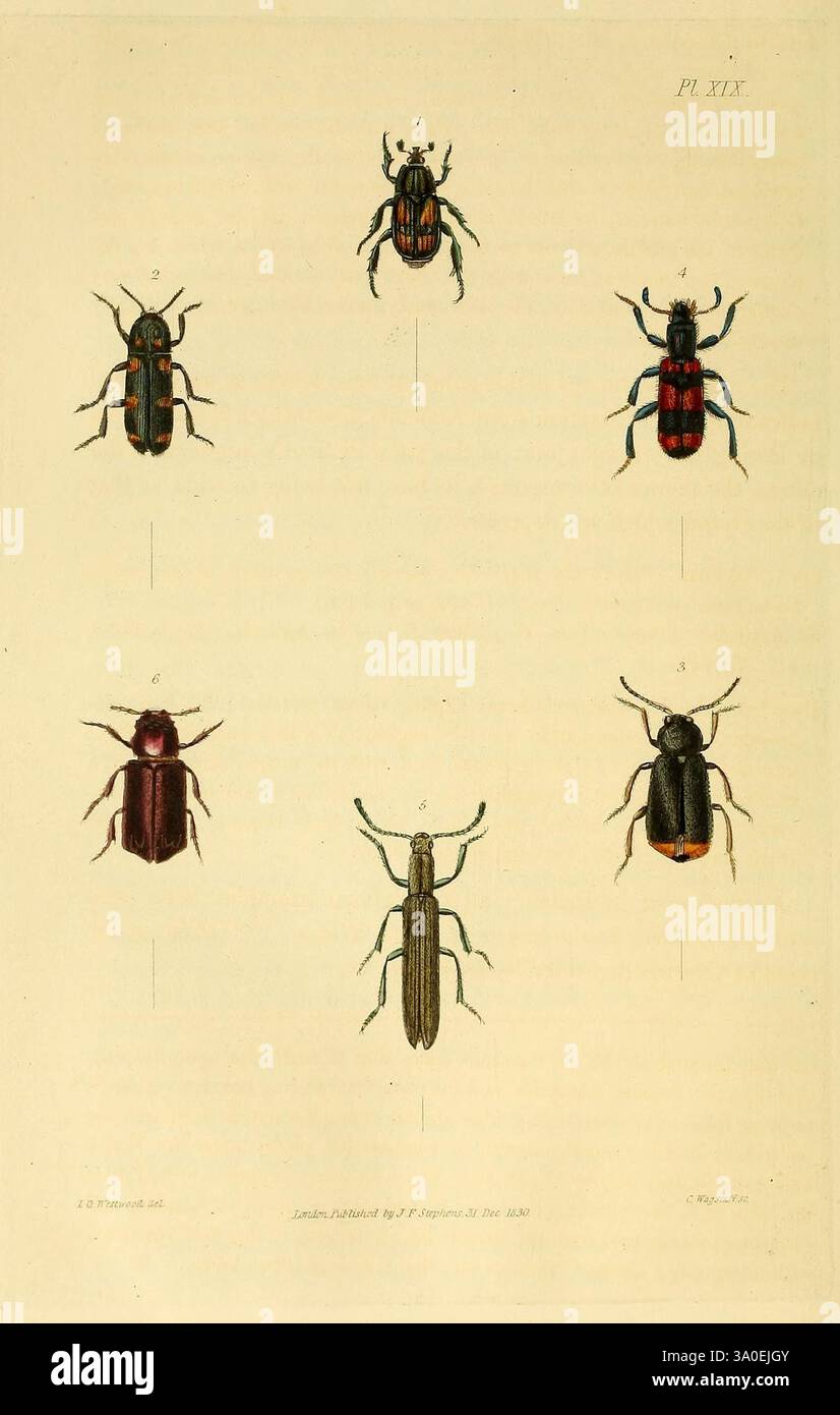 Illustrationen der britischen Entomologie London gedruckt für den Autor ...