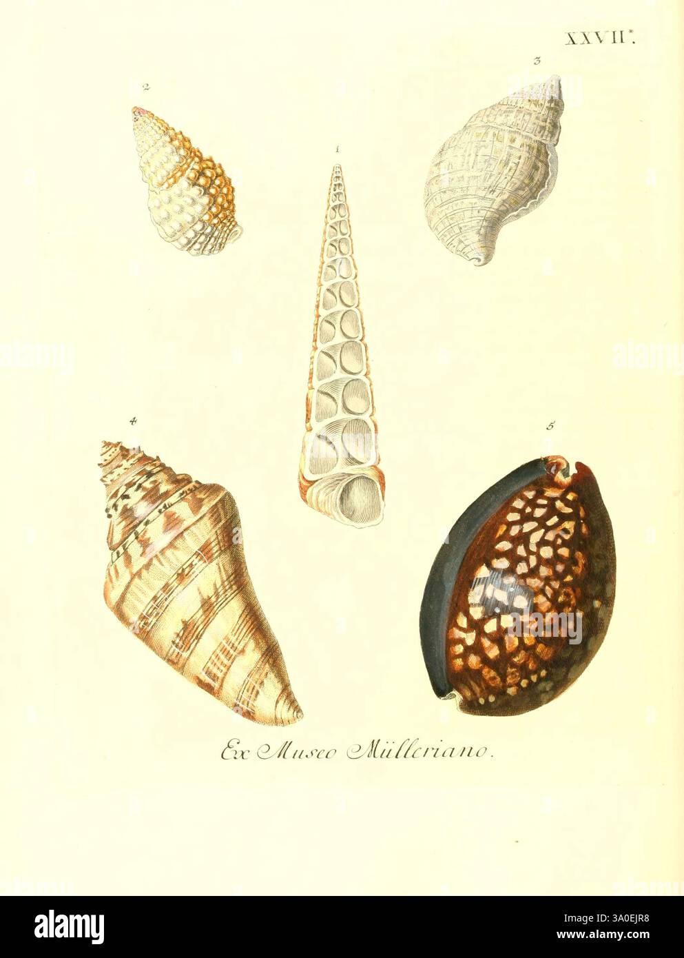 Les delices des yeux et de l'esprit, v.1 ptie 1-3, Nürnberg, George Wolffgang Knorr, 1764-1773, Bildwerke, Muscheln, die Illustration zeigt eine Reihe von exquisiten Muscheln, die sich in Form, Größe und Textur unterscheiden. Im Zentrum der Komposition stehen fünf elegant angeordnete Muscheln. Oben links befindet sich eine spitze Schale mit komplizierten Mustern, während die angrenzende Schale eine glatte Oberfläche und eine leicht gekrümmte Struktur aufweist. Die Mittelschale ist mit einer spiralförmigen Form hoch und zeigt zierliche gravierte Details entlang der Länge. Unten links zeigt eine breite Schale markante ri Stockfoto