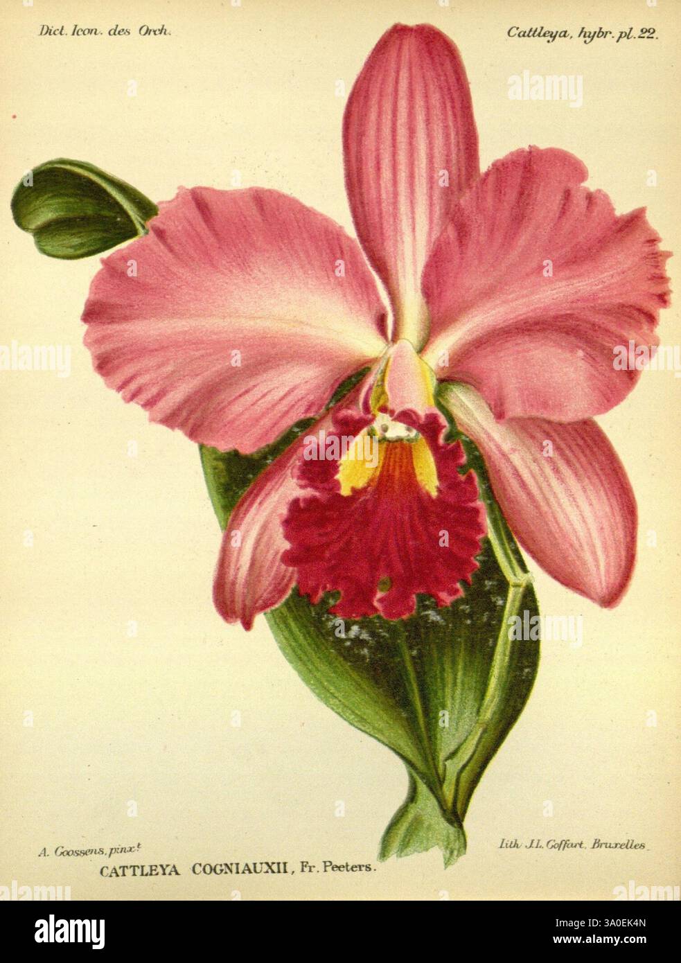 Dictionnaire iconographique des orchidees, 1896-1907, Orchidaceae, Botanik, Pictorial Works., eine atemberaubende Darstellung einer Cattleya cogniauxii Orchidee mit ihren leuchtenden Rosa- und tiefroten Tönen. Die Blüte hat breite, sanft geraffte Blüten und eine markante Lippe, die mit satten Farbkontrasten verziert ist. Saftig grüne Blätter umrahmen die Blüte elegant und betonen ihre Schönheit. Die komplizierten Details zeigen die zarte Textur der Blütenblätter und die feinen Adern, die das Wesen dieser bemerkenswerten Art erfassen. Diese Illustration unterstreicht nicht nur das markante Aussehen der Orchidee, sondern auch ihre bo Stockfoto