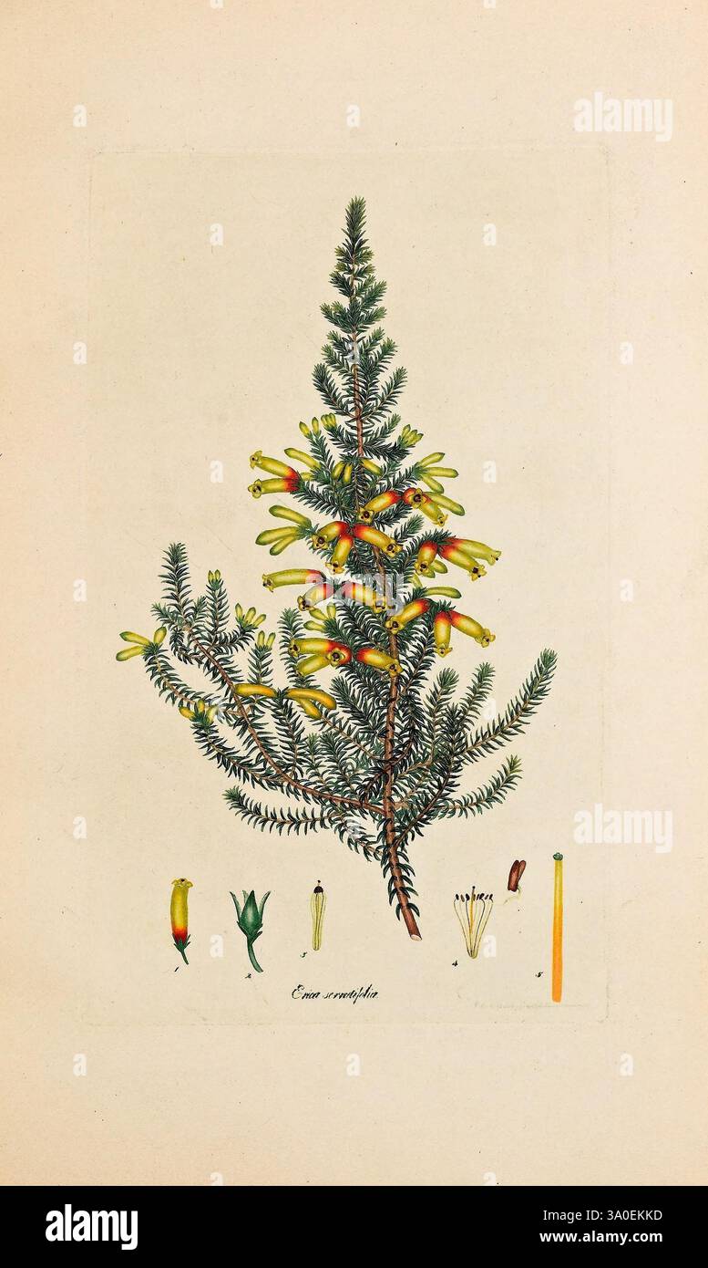 Farbige Stiche von Heiden, London, veröffentlicht vom Autor. Gedruckt von T. Bensley, 1802-09 [1830?], 1802, 19. Jahrhundert, Botanik, England, Erica, Ericaceae, Ätzen, Graphic Media, handkoloriert, Geschichte, Bildwerke, zeigt die Komposition eine detaillierte botanische Illustration eines Nadelbaums. Im Mittelpunkt der Arbeit steht ein schlanker, aufrechter Baum mit üppigem, nadelförmigem Laub. Hervorzuheben sind leuchtend gelbe Blüten aus den Zweigen, die einen auffälligen Kontrast zum Grün bilden. Unterhalb des Baums zeigt eine Reihe kleinerer Abbildungen verschiedene Stufen oder Aspekte Stockfoto