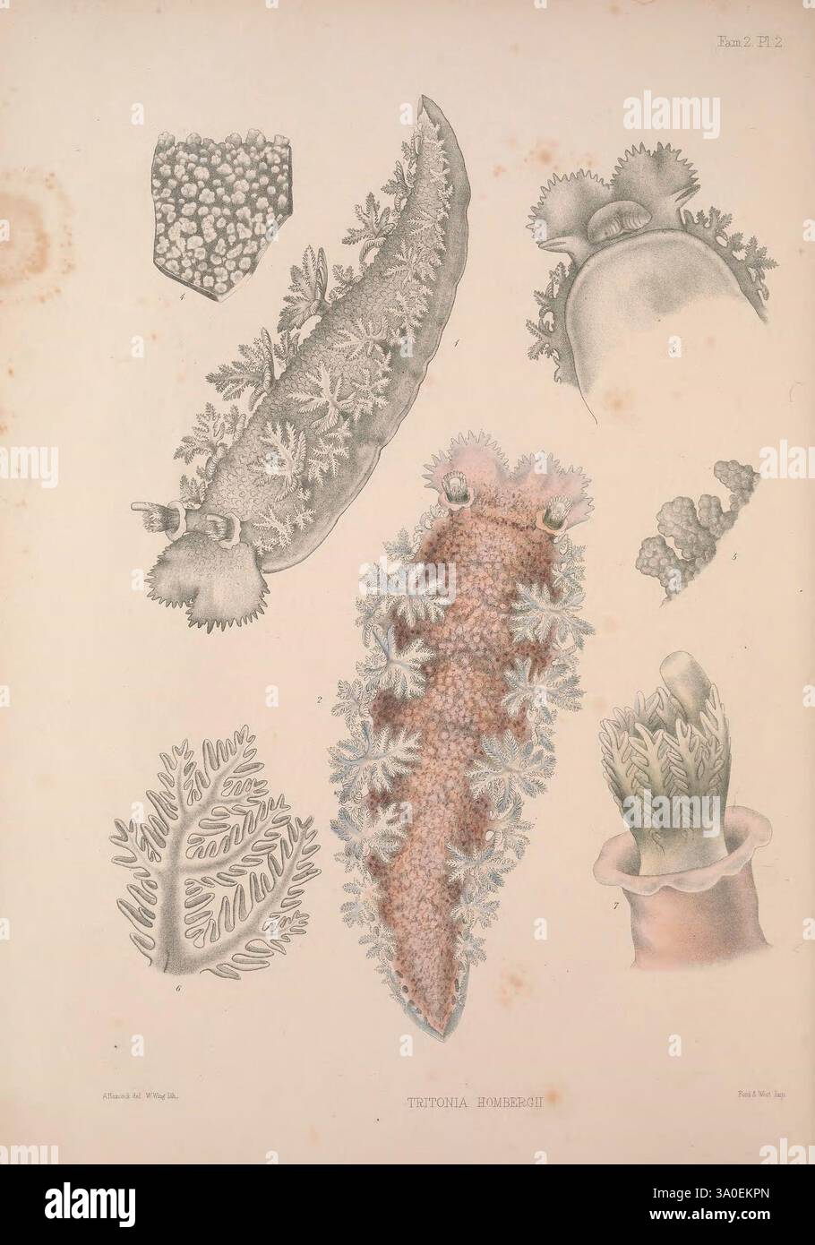 Eine Monografie des britischen Nacktschlechtums Mollusca, London, 1845-1910, Großbritannien, Mollusken, nudibranchia, Tritonia hombergii, Nacktschnecke, wirbellose Meerestiere, Hancock, Albany Hancock, HSA, zeigt die Illustration verschiedene wirbellose Meerestiere und betont ihre komplizierten Formen und Texturen. In der Mitte zeigt ein markantes Exemplar eine reich verzierte Oberfläche mit zahlreichen zarten Anhängen, die seine adaptiven Eigenschaften hervorheben. Um diese Hauptfigur herum befinden sich mehrere kleinere Organismen, von denen jeder einzigartige Formen und Muster aufweist, die die Vielfalt der Meeresökosysteme widerspiegeln. Die Deta Stockfoto Eine Monografie des britischen Nacktschlechtums Mollusca, London, 1845-1910, Großbritannien, Mollusken, nudibranchia, Tritonia hombergii, Nacktschnecke, wirbellose Meerestiere, Hancock, Albany Hancock, HSA, zeigt die Illustration verschiedene wirbellose Meerestiere und betont ihre komplizierten Formen und Texturen. In der Mitte zeigt ein markantes Exemplar eine reich verzierte Oberfläche mit zahlreichen zarten Anhängen, die seine adaptiven Eigenschaften hervorheben. Um diese Hauptfigur herum befinden sich mehrere kleinere Organismen, von denen jeder einzigartige Formen und Muster aufweist, die die Vielfalt der Meeresökosysteme widerspiegeln. Die Deta Stockfoto