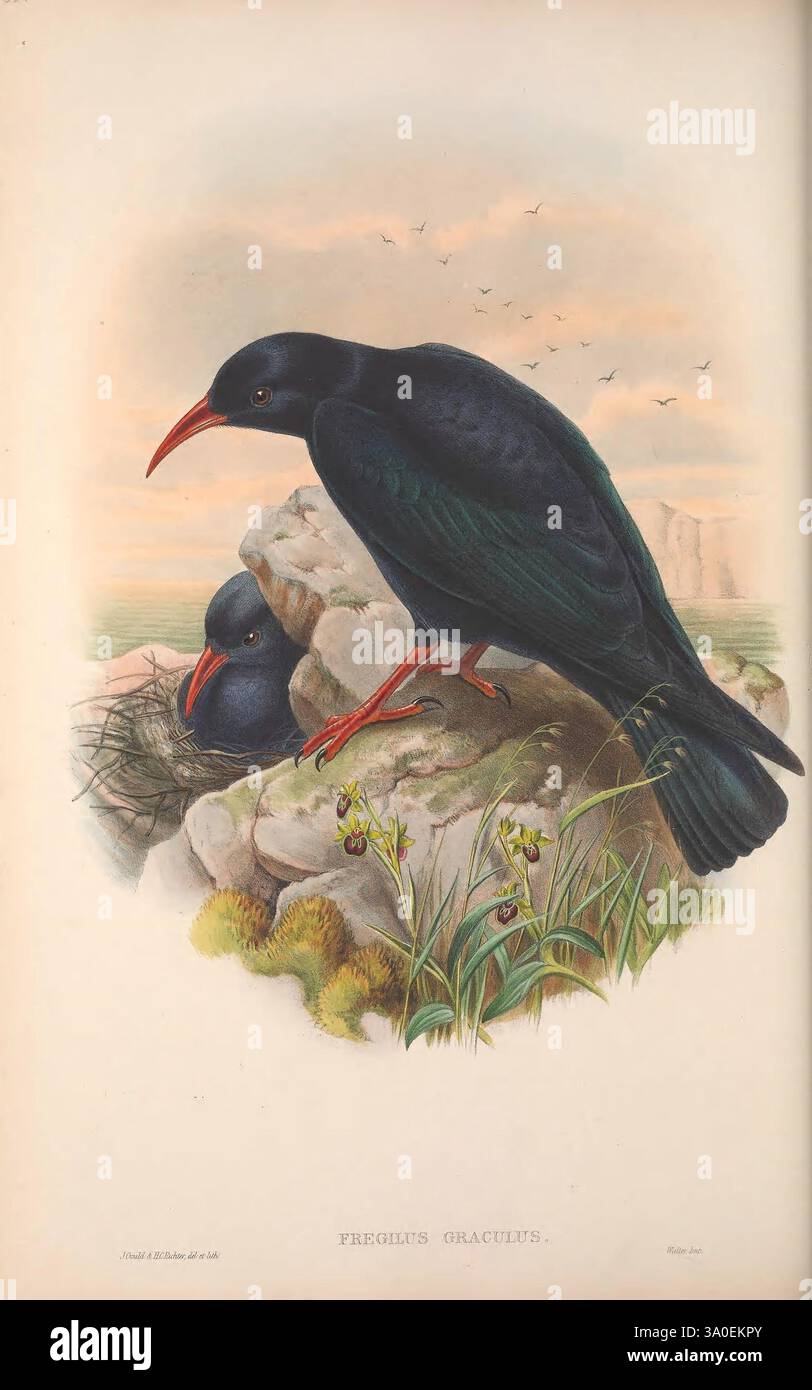 The Birds of Great Britain 1873 Birds Great Britain Pictorial Works Bird, Eine eindrucksvolle Illustration mit einem Vogelpaar in felsigem Gelände. Der Vordergrund zeigt einen Vogel mit einem glänzenden, dunklen Gefieder und einem leuchtend roten Schnabel, der aufmerksam am Rand eines Felsvorsprungs thront. Darunter ist ein zweiter Vogel zu sehen, der aus einem Nest hervorblickt und zur ruhigen und natürlichen Umgebung beiträgt. Zarte Pflanzen und Gräser sprießen um die Felsen und verleihen der Szene einen Hauch von Grün. Im Hintergrund verstärken die subtilen Andeutungen von entfernten Klippen und einer Vogelschar im Flug den tran Stockfoto