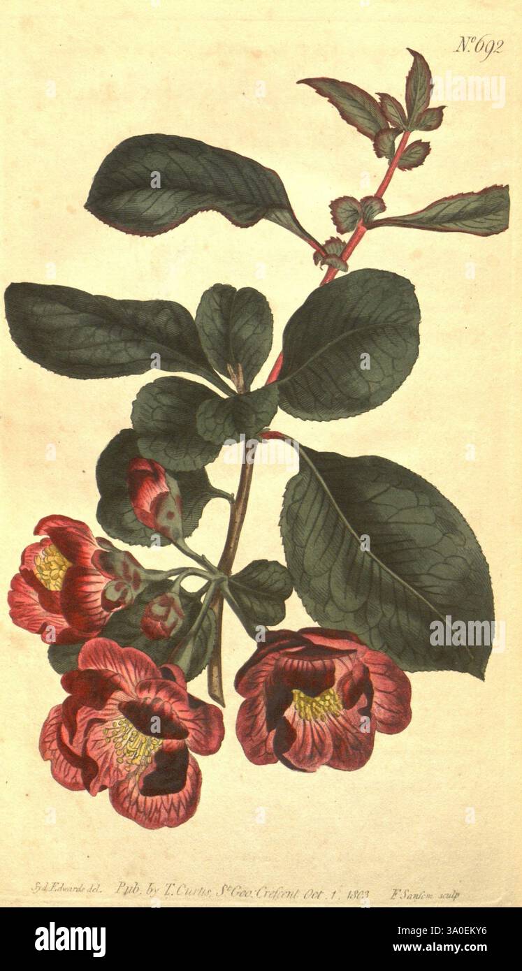 Curtis's Botanical Magazine, London, New York, Botanik, Zeitschriften, malerische Werke, Eine botanische Illustration mit einer lebendigen Blumenkette, begleitet von üppigen grünen Blättern. Die Blüten zeichnen sich durch ihre kräftigen roten Blütenblätter aus, die jeweils mit zarten Mustern und einem auffälligen gelben Hals verziert sind. Das dunkelgrüne Laub bildet einen kontrastierenden Hintergrund und unterstreicht die Schönheit der Blumen. Dieses Stück zeigt die komplizierten Details und die natürliche Eleganz der Pflanze und unterstreicht die Schönheit der botanischen Kunst und ihre Fähigkeit, das Wesen der Natur einzufangen. Stockfoto