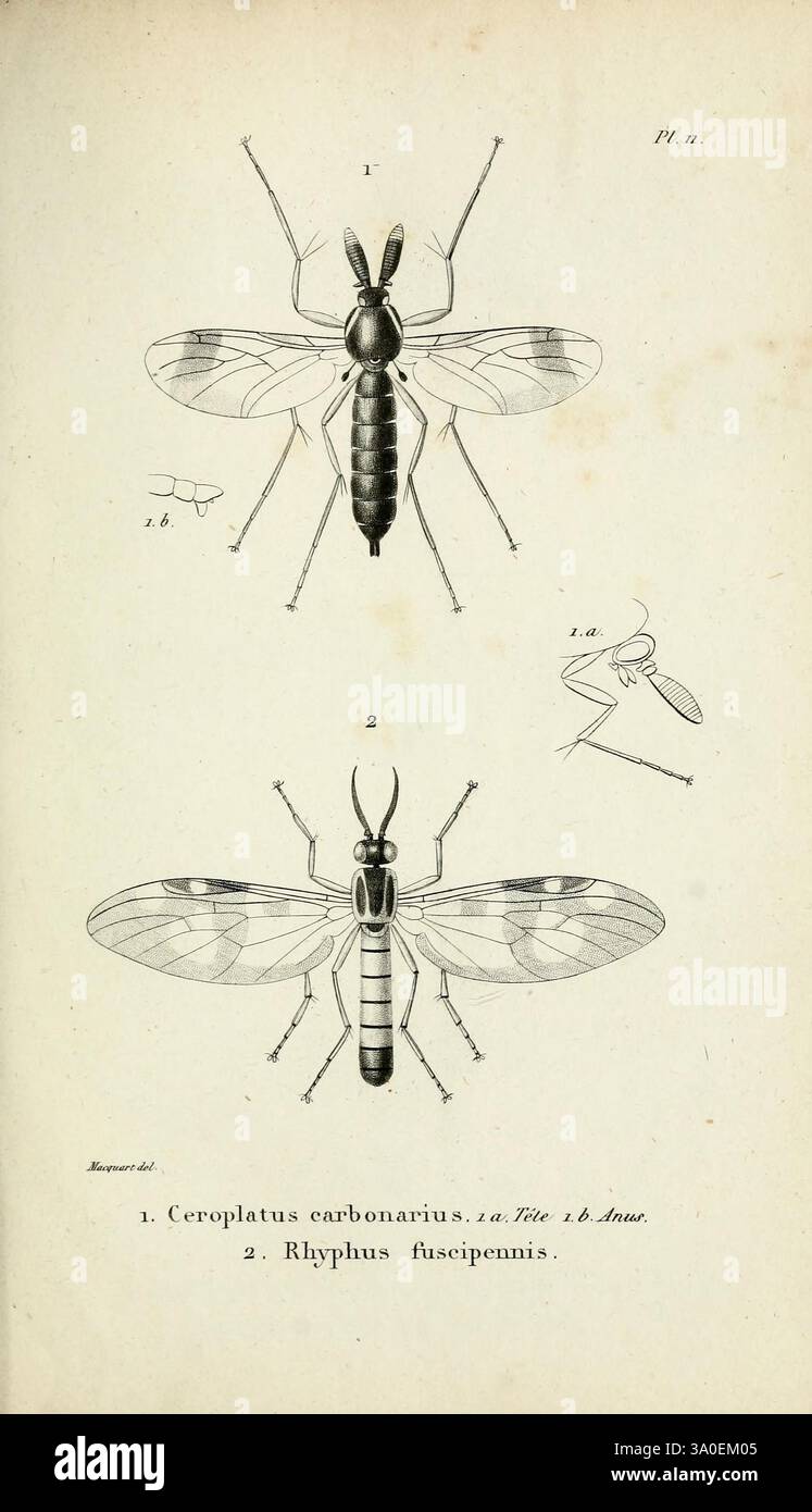 Diptères exotiques nouveaux ou peu connus Paris, Roret, 1838-1843 ...