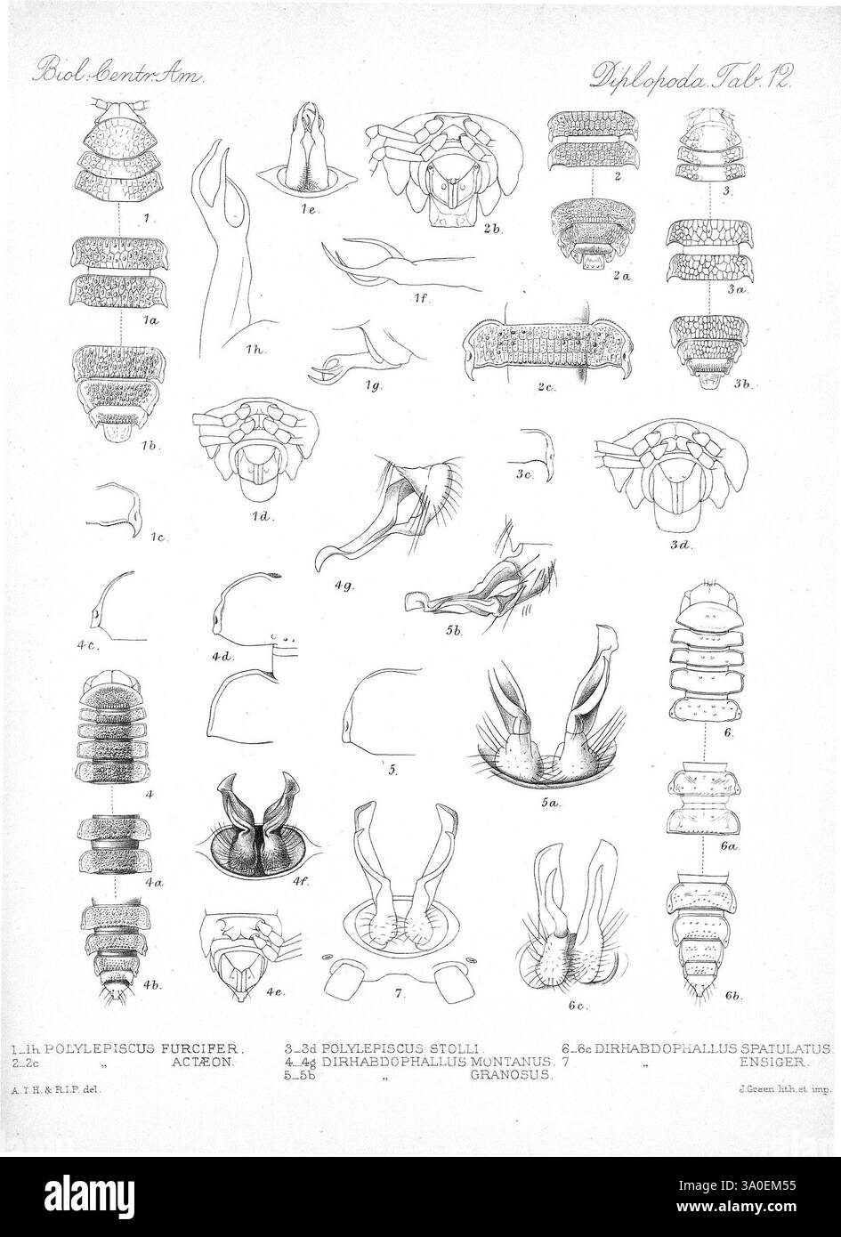 Biologia Centrali-Americana London, 1879-1915, Archäologie, Botanik, Zentralamerika, Beschreibung und Reise, wissenschaftliche Expeditionen, Zoologie, 71, das Bild zeigt eine Reihe detaillierter wissenschaftlicher Illustrationen verschiedener Arten von Polychaeten-Würmern, die ihre anatomischen Strukturen hervorheben. Jede Abbildung ist mit einer bestimmten Zahl gekennzeichnet und enthält Darstellungen verschiedener Körpersegmente, Kiemen und anderer morphologischer Merkmale. Die Zeichnungen zeigen eine Reihe von Ansichten, einschließlich lateraler, dorsaler und ventraler Perspektiven, die einen Einblick in die Vielfalt dieser wirbellosen Meerestiere geben. T Stockfoto