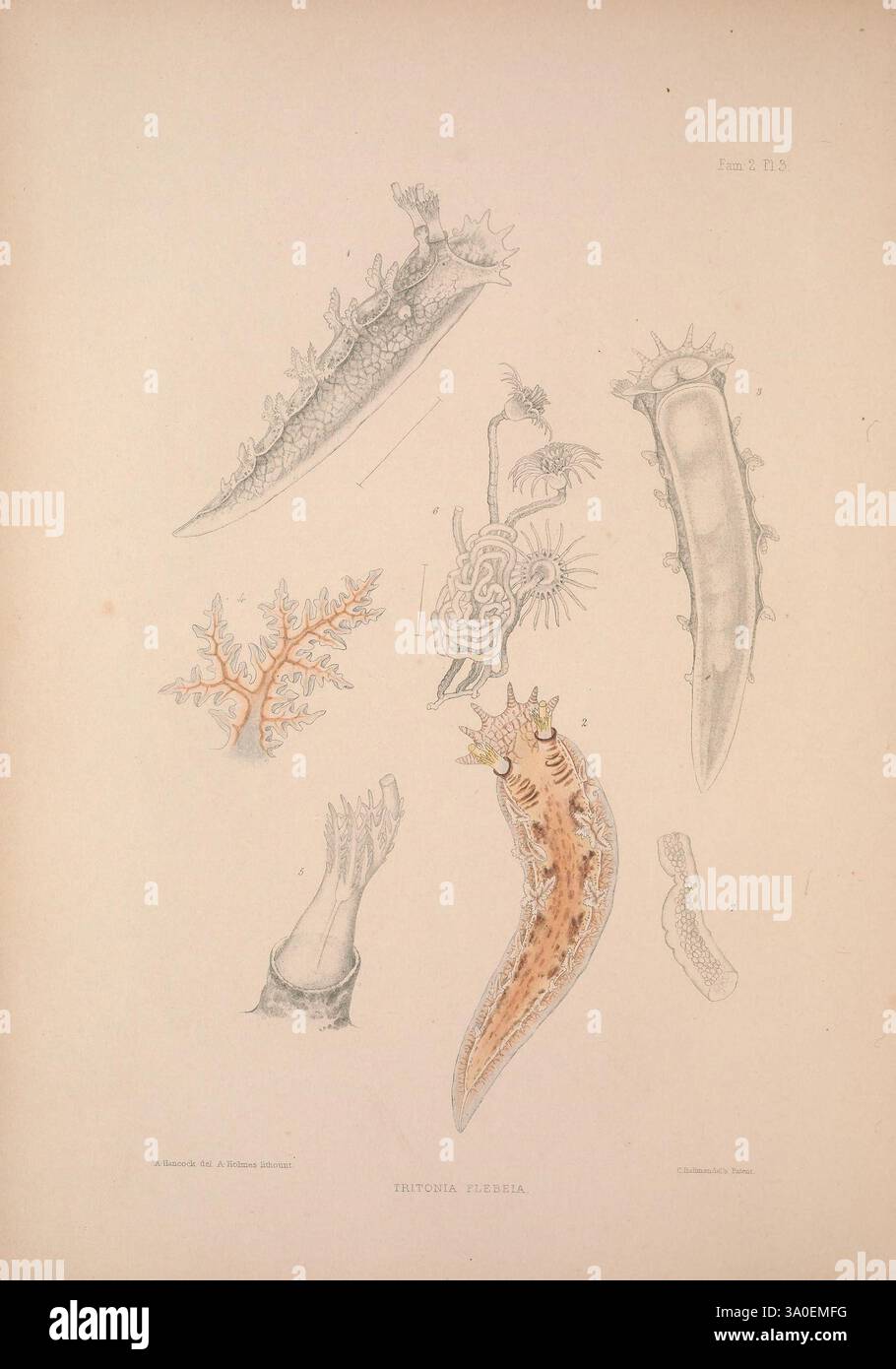 Eine Monografie des britischen Nacktschlechtums Mollusca, London, 1845-1910, Großbritannien, Mollusken, nudibranchia, die Abbildung zeigt verschiedene komplizierte Meeresorganismen. In der Mitte zeigt eine besonders detaillierte Untersuchung eines schlanken, lang gestreckten Kreaturen seinen strukturierten Körper und seine zarten Vorsprünge. Um sie herum befinden sich weitere Exemplare, darunter eine verzweigte korallenartige Struktur und ein weiteres Wesen mit einzigartigen, langen Anhängen, die mit Stacheln oder Tentakeln verziert sind. Die Verwendung dezenter Farben verleiht den detaillierten anatomischen Merkmalen Tiefe und unterstreicht die Vielfalt und Komplexität des Stockfoto Eine Monografie des britischen Nacktschlechtums Mollusca, London, 1845-1910, Großbritannien, Mollusken, nudibranchia, die Abbildung zeigt verschiedene komplizierte Meeresorganismen. In der Mitte zeigt eine besonders detaillierte Untersuchung eines schlanken, lang gestreckten Kreaturen seinen strukturierten Körper und seine zarten Vorsprünge. Um sie herum befinden sich weitere Exemplare, darunter eine verzweigte korallenartige Struktur und ein weiteres Wesen mit einzigartigen, langen Anhängen, die mit Stacheln oder Tentakeln verziert sind. Die Verwendung dezenter Farben verleiht den detaillierten anatomischen Merkmalen Tiefe und unterstreicht die Vielfalt und Komplexität des Stockfoto