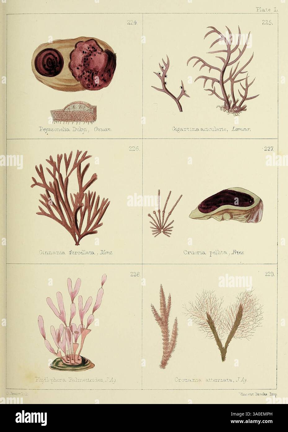 Briten, Seeunkräuter, gezogen, von Professor Harvey's, "Phycologia, britannica", London, Bell und Daldy, 1863, Großbritannien, Marine, Algen, die Abbildung zeigt eine Vielzahl von Meeresorganismen, die sich speziell auf verschiedene Arten von Algen und Korallen konzentrieren. In der ersten Reihe gibt es detailreiche Darstellungen verschiedener Arten von Meeresvegetation, die ihre einzigartigen Formen und Texturen zeigen. In der zweiten Reihe werden weitere Exemplare hervorgehoben, wobei ihre unterschiedlichen Formen, einschließlich Verzweigungsstrukturen und glatten Oberflächen, hervorgehoben werden. Jeder Organismus ist mit seinem wissenschaftlichen Namen versehen, provid Stockfoto Briten, Seeunkräuter, gezogen, von Professor Harvey's, "Phycologia, britannica", London, Bell und Daldy, 1863, Großbritannien, Marine, Algen, die Abbildung zeigt eine Vielzahl von Meeresorganismen, die sich speziell auf verschiedene Arten von Algen und Korallen konzentrieren. In der ersten Reihe gibt es detailreiche Darstellungen verschiedener Arten von Meeresvegetation, die ihre einzigartigen Formen und Texturen zeigen. In der zweiten Reihe werden weitere Exemplare hervorgehoben, wobei ihre unterschiedlichen Formen, einschließlich Verzweigungsstrukturen und glatten Oberflächen, hervorgehoben werden. Jeder Organismus ist mit seinem wissenschaftlichen Namen versehen, provid Stockfoto