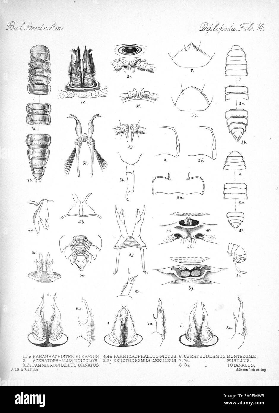 Biologia Centrali-Americana London veröffentlicht für die Redaktion von R. H. Porter 1879-1915 Archaeology Botany Central America Beschreibung und Reise Scientific Expeditions Zoology, diese Sammlung enthält eine Reihe detaillierter anatomischer Illustrationen, die verschiedene Meeresorganismen zeigen. Jede Figur ist sorgfältig beschriftet und hebt verschiedene Teile und Merkmale der untersuchten Arten hervor. Die Bilder geben Einblicke in die Morphologie der einzelnen Proben und zeigen komplizierte Strukturen wie Anhängsel, Schalen und andere Merkmale an. Das Nummerierungssystem ermöglicht eine einfache Referenz auf die einzelnen Stockfoto