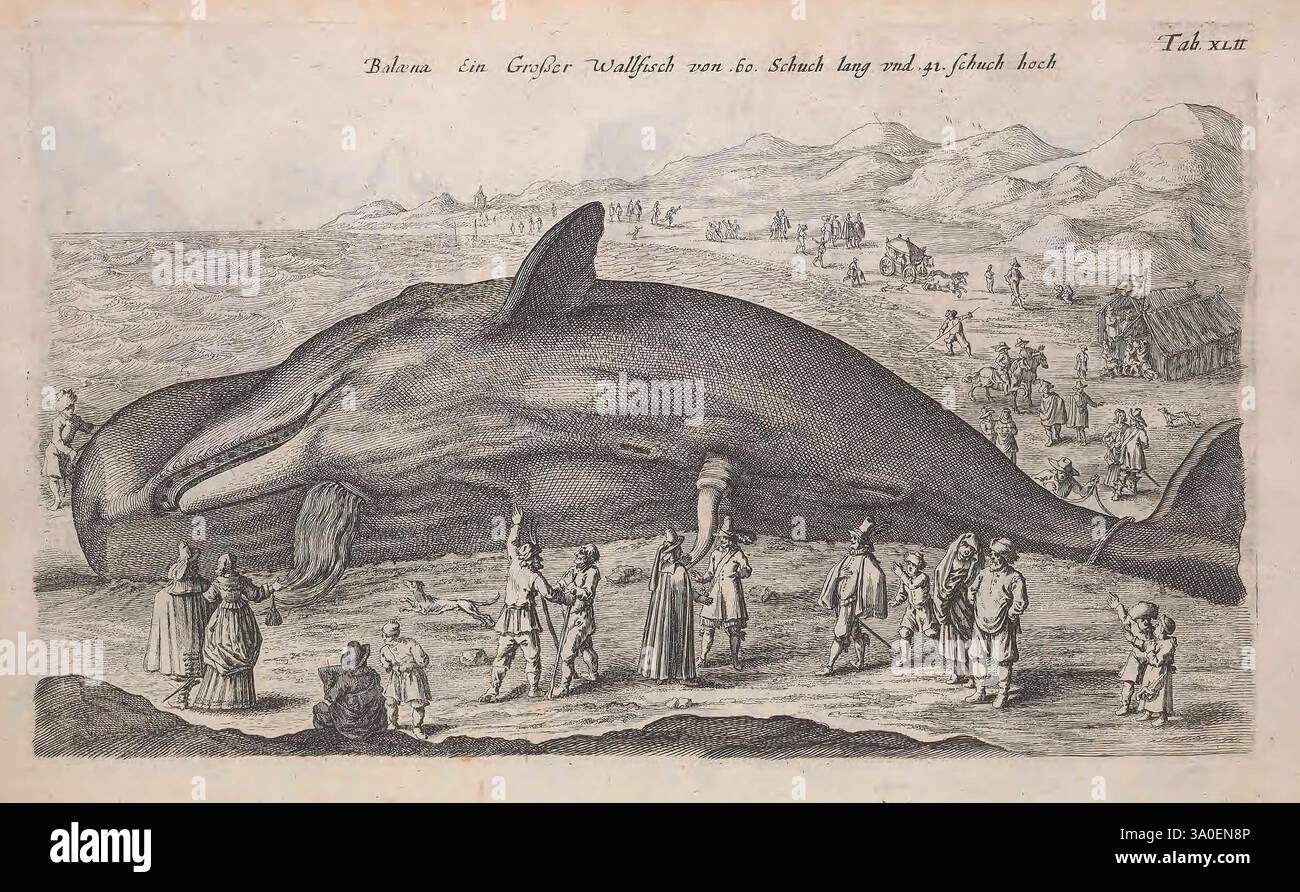 Historiae naturalis de quadrupedibus libri, Amstelodami, apud Ioannem Iacobi Fil. Schipper, MDCLVII [1657], Vögel, Tiere, Insekten, Wale, Schlangen, Zoologie, prälinneanische Werke, Wale, die Szene zeigt einen massiven Wal, der scheinbar an einem felsigen Ufer gestrandet ist und von einer Versammlung von Menschen umgeben ist, die ihn entweder beobachten oder mit ihm interagieren. In der Nähe des Wals werden verschiedene Personen in historischer oder traditioneller Kleidung gesehen, einige klettern auf den Rücken oder studieren seine Merkmale. Im Hintergrund ist eine ferne Küste zu sehen, mit kleinen Booten auf dem Wasser und schwachen Umrissen von Bauwerken Stockfoto