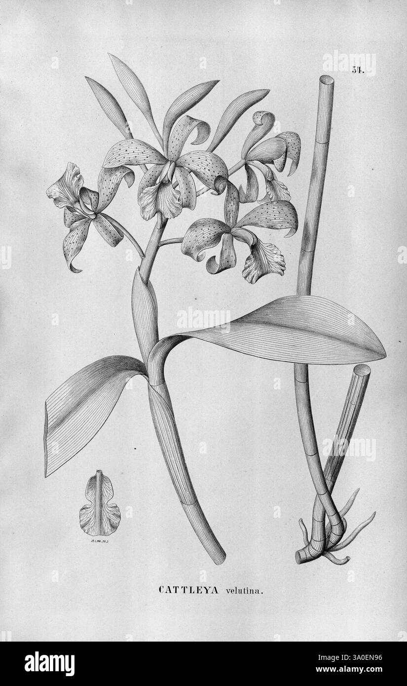 Flora brasiliensis, enumeratio plantarum in Brasilia hactenus detectarum. Monachii et Lipsiae [München & Leipzig], R. Oldenbourg, 1840-1906, Brasilien, Deutschland, Gravur, Botanik, 1840, Uncoloriert, Botaniker, Bildwerke, grafische Medien, Eine detaillierte botanische Illustration der Cattleya velutina Orchidee. Das Bild zeigt eine Gruppe exquisiter Blumen, die sich durch ihre einzigartige Form und gepunktete Blütenblätter auszeichnen. Die zentrale Blüte zeigt zarte Linien, die die komplizierte Textur der Blütenblätter und Sepalen darstellen. An der Seite befindet sich eine stilisierte Darstellung des Stängels, komplett mit Blättern, die aussen Stockfoto