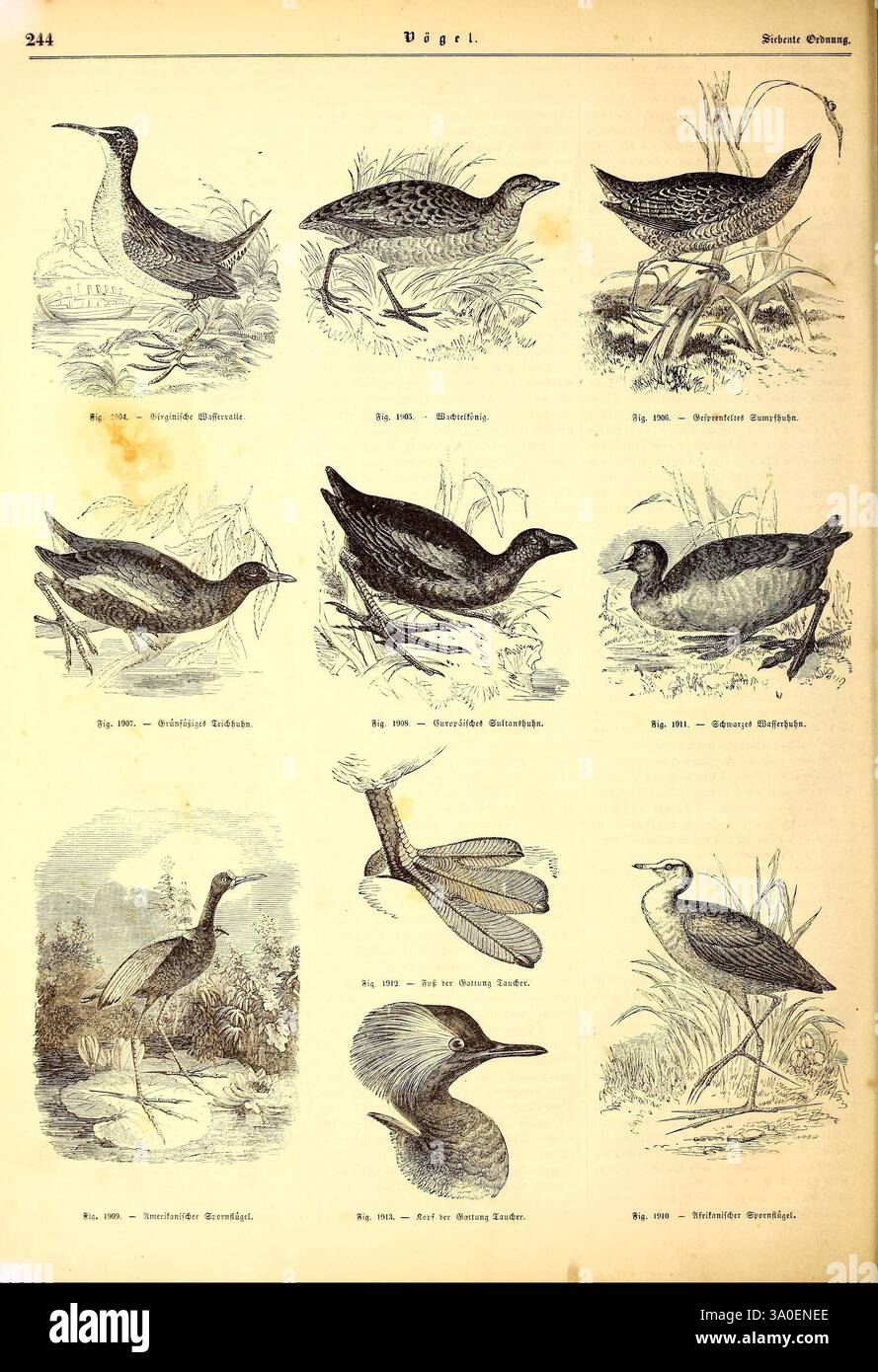 Illustrirte, Naturgeschichte, des, Thierreichs, Leipzig, J. J, Weber, 1848, Vögel, Amphibien, Reptilien, Zoologie. diese Sammlung enthält eine Reihe detaillierter Illustrationen, die verschiedene Vogelarten darstellen und ihre einzigartigen Eigenschaften und Lebensräume zeigen. Jeder Vogel wird mit Präzision gerendert und hebt seine Besonderheiten wie Gefieder, Körperformen und Schnabelstrukturen hervor. Zu jeder Illustration geben beschreibende Etiketten in deutscher Sprache Aufschluss über die Spezies und erhöhen so den Bildungswert des Kunstwerkes. Die Gesamtkomposition spiegelt eine reiche Biod wider Stockfoto