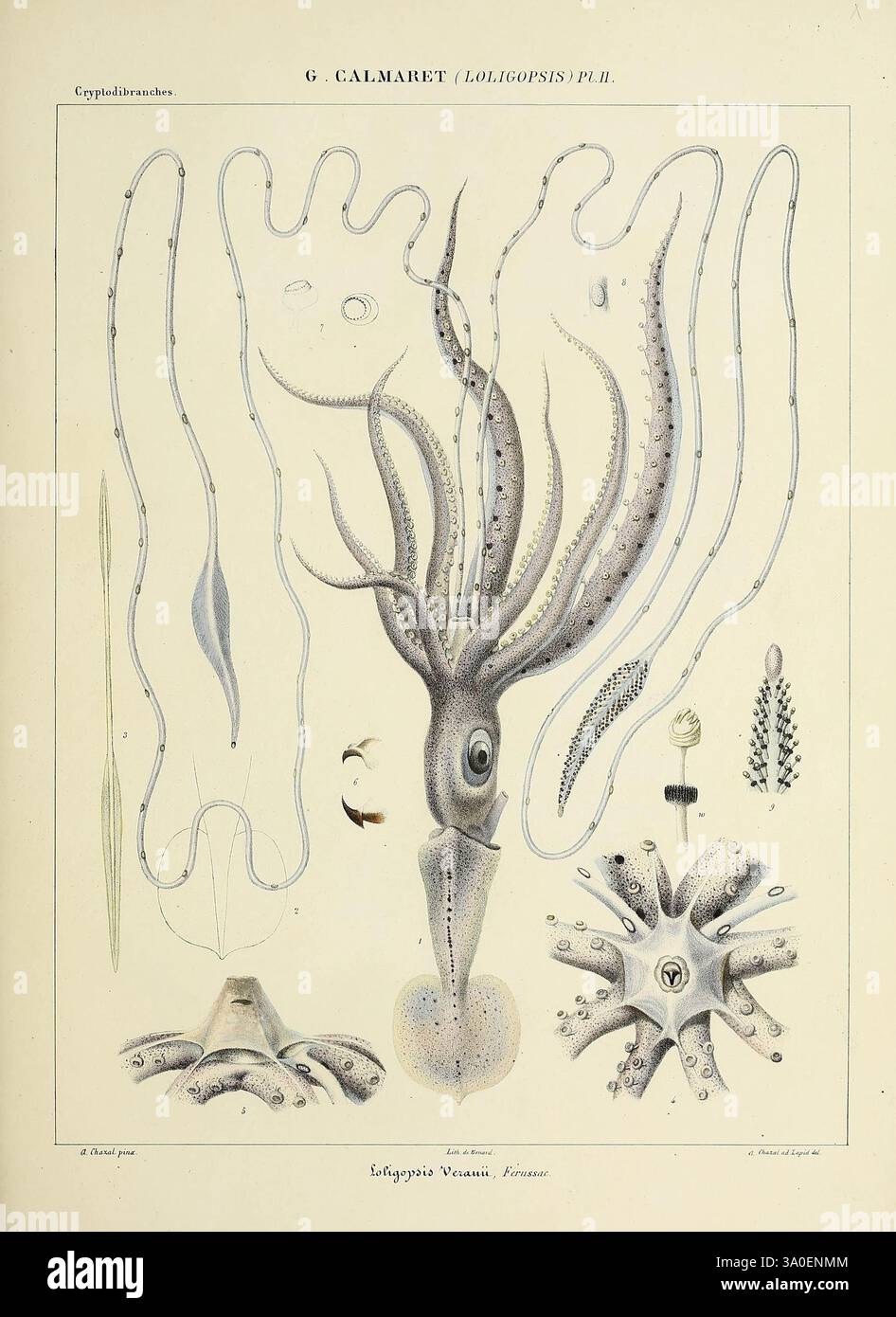 Histoire naturelle, générale et particulière des céphalopodes acétabulifères vivants, et Fossiles, Paris, impr. De A. Lacour, 1835-1848. Cephalopoda Fossil, diese Illustration zeigt eine Vielzahl von Kopffüßern, die die Anatomie eines Tintenfisches deutlich zeigen. Die zentrale Figur zeigt den unverwechselbaren Kopf, die Arme und den lang gestreckten Körper des Tintenfischs, während sie ihn umgibt mit detaillierten Darstellungen anderer Kopffüßchenformen. Verschiedene anatomische Merkmale sind beschriftet, die einen Einblick in die Struktur dieser faszinierenden Meeresbewohner geben. Die Komposition soll sowohl das komplexe Anato hervorheben Stockfoto