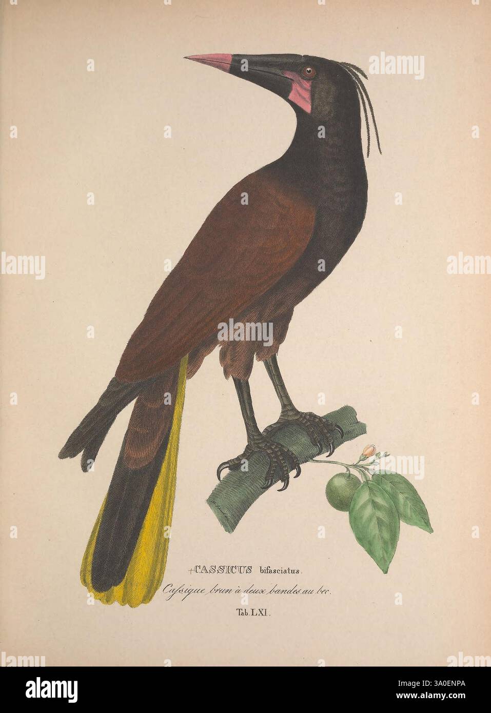 Avium species novae, quas in itinere annis MDCCCXVII-MDCCCXX per Brasiliam Monachii, Impensis editores, 1838-1839. Vögel, Brasilien, Beschreibung und Reise, Bildwerke, Eine wunderschön illustrierte Darstellung eines Cassicus malacus, allgemein bekannt als die oriole. Dieser auffällige Vogel hat ein überwiegend dunkelbraunes Gefieder mit einem charakteristischen gelben Schwanz, der einen lebhaften Kontrast bildet. Sein langer, schlanker Körper sitzt anmutig auf einem Ast und zeigt grüne Blätter, die die gesamte Ästhetik ergänzen. Der Schnabel ist auffällig hellrosa und verleiht seiner eleganten Silhouette einen Farbakzent. Dieses Kunstwerk ist hochgradig Stockfoto Avium species novae, quas in itinere annis MDCCCXVII-MDCCCXX per Brasiliam Monachii, Impensis editores, 1838-1839. Vögel, Brasilien, Beschreibung und Reise, Bildwerke, Eine wunderschön illustrierte Darstellung eines Cassicus malacus, allgemein bekannt als die oriole. Dieser auffällige Vogel hat ein überwiegend dunkelbraunes Gefieder mit einem charakteristischen gelben Schwanz, der einen lebhaften Kontrast bildet. Sein langer, schlanker Körper sitzt anmutig auf einem Ast und zeigt grüne Blätter, die die gesamte Ästhetik ergänzen. Der Schnabel ist auffällig hellrosa und verleiht seiner eleganten Silhouette einen Farbakzent. Dieses Kunstwerk ist hochgradig Stockfoto