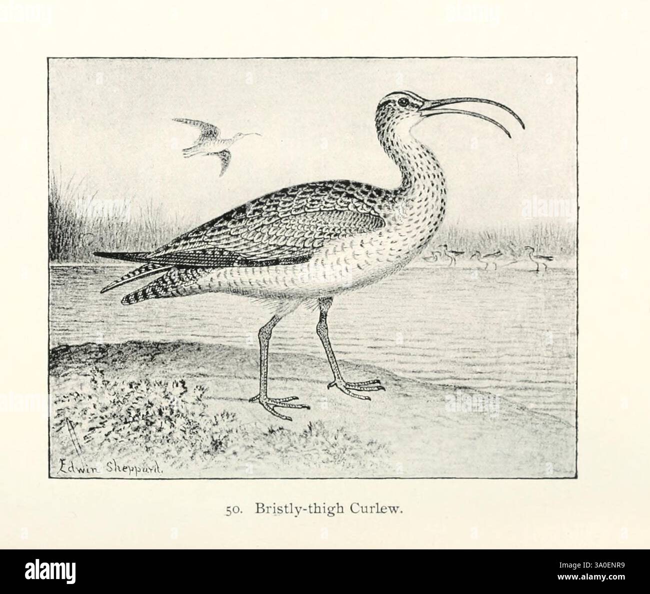 North American Shore Birds, New York, F.P. 1895, Birds, Limicola, Nordamerika, Ufervögel, kräftiger Oberschenkelbrach, Ein anmutiger Vogel steht selbstbewusst auf einem Bein neben einem ruhigen Gewässer. Diese Art zeichnet sich durch ihren langen Hals und den charakteristischen langen Schnabel aus, der leicht nach oben gebogen ist. Sein Gefieder zeigt komplizierte Muster in dunklen und hellen Tönen und unterstreicht seine Eleganz, während es im flachen Wasser steht. Im Hintergrund ist ein kleinerer Vogel im Flug zu sehen, was auf das lebhafte Ökosystem der ruhigen Umgebung hindeutet. Die Gesamtkomposition unterstreicht die Schönheit von na Stockfoto
