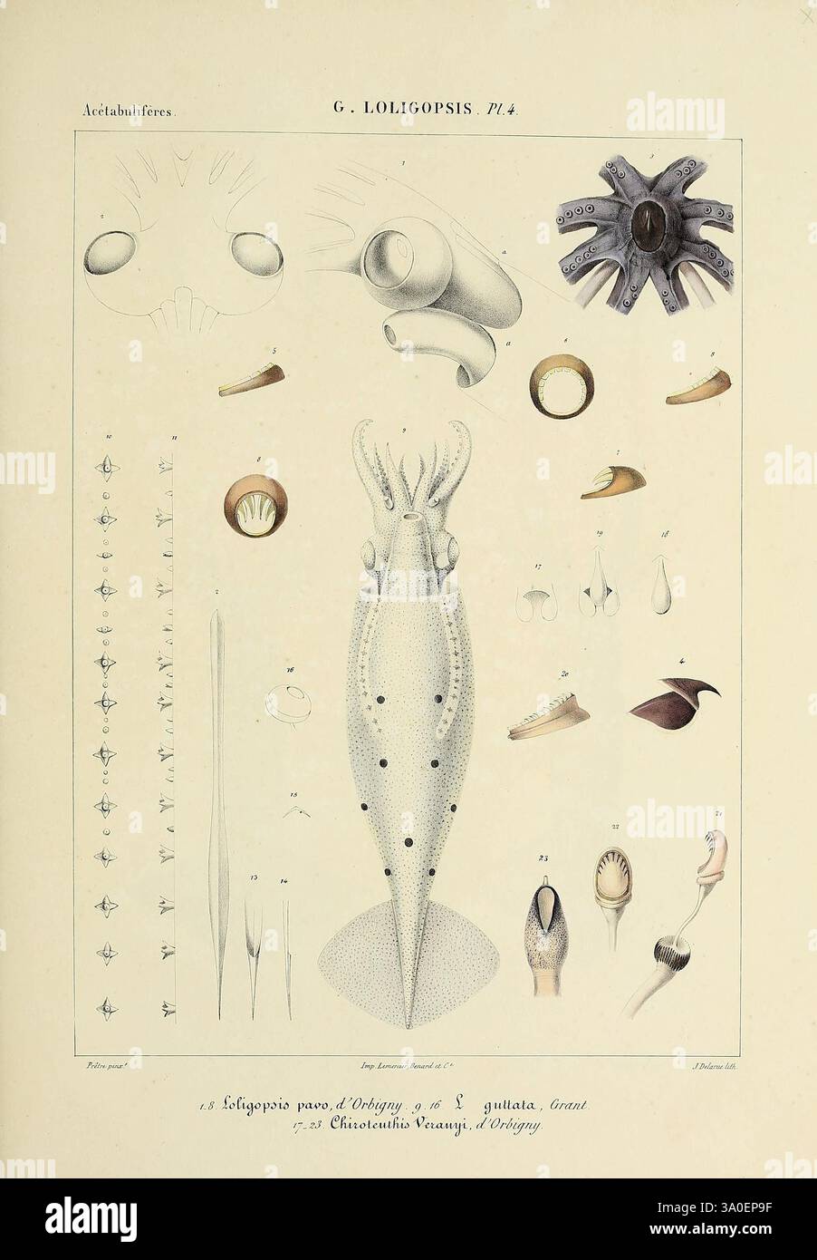 Histoire naturelle, générale et particulière des céphalopodes acétabuifères vivants, et Fossiles, Paris, impr. De A. Lacour, 1835-1848. cephalopoda, Fossil, diese Abbildung zeigt eine detaillierte Untersuchung der Art *Loligo* unter der Kategorie Cephalopoda. Es bietet verschiedene anatomische Aspekte, einschließlich eines Tintenfisches mit komplizierten äußeren Merkmalen und Querschnittsansichten. Um den Tintenfisch herum befinden sich verschiedene markierte Komponenten wie Schnabel, Flossen und innere Strukturen, die zum Verständnis seiner Biologie und Klassifizierung beitragen. Das Bildmaterial hebt sowohl die Komplexität als auch die Be hervor Stockfoto