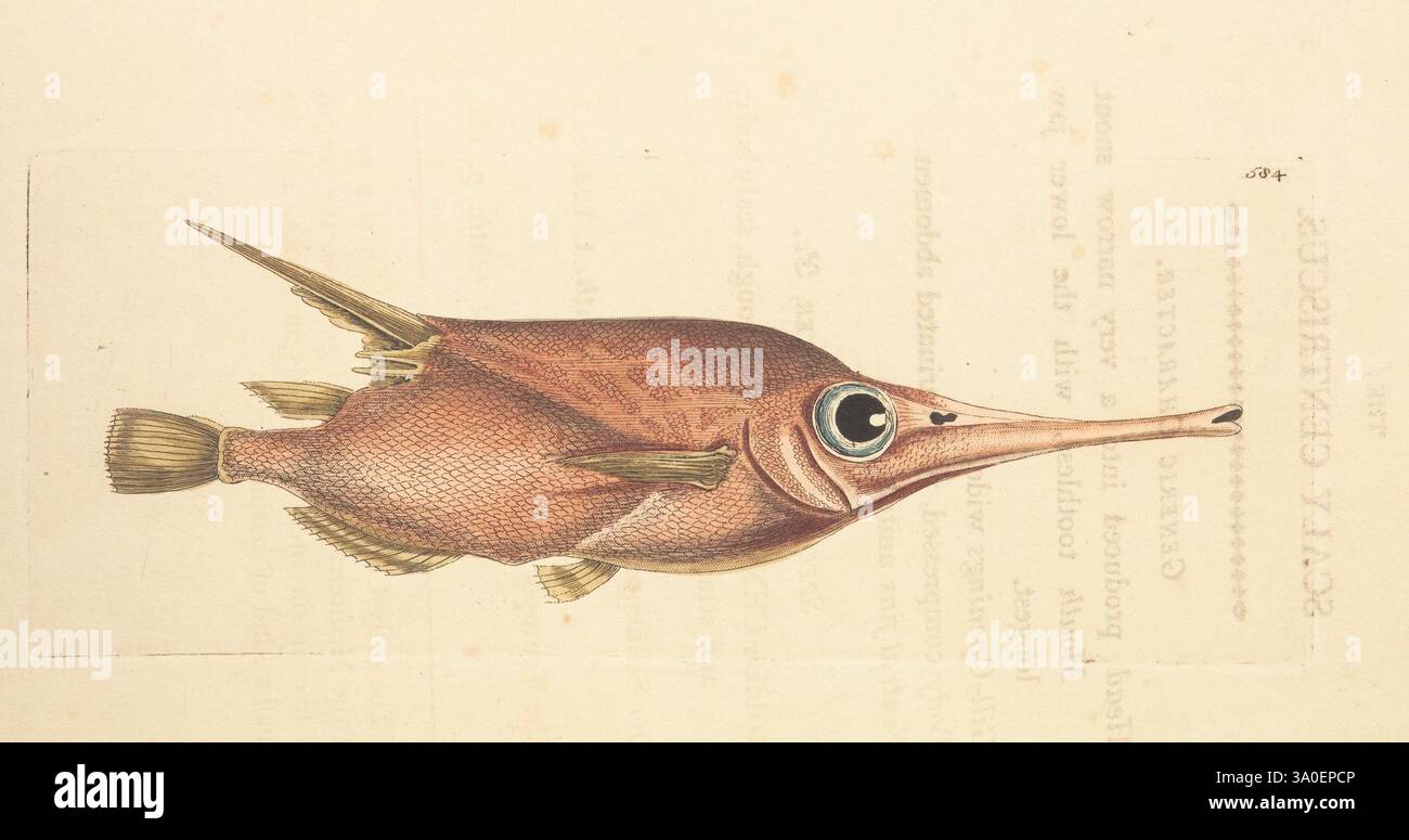 Die Verschiedenheit des Naturforschers oder farbige Figuren von Naturobjekten. London, gedruckt für Nodder & Co, 1789-1813. Tiere, Bildwerke, Museum Victoria, George Shaw, Eine detaillierte Illustration eines schuppigen Centris mit seinem langgestreckten Körper und der markanten Rückenflosse. Der Fisch zeichnet sich durch eine lebhafte Färbung mit einem auffälligen Muster an den Seiten und einem großen, ausdrucksstarken Auge aus. Der Hintergrund umfasst wissenschaftliche Anmerkungen, die ihre Klassifizierung und Merkmale hervorheben und einen Einblick in ihren Lebensraum oder ihr Verhalten geben. Die Gesamtkomposition betont die komplizierten Details des anat des Fisches Stockfoto