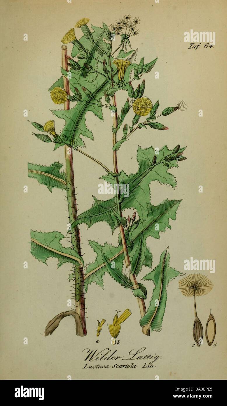 Sämmtliche Giftgewächse Deutschlands, Leipzig, F. Voight, 1854, Plants, Deutschland, giftige Pflanzen, der New Yorker Botanische Garten, Bildwerke, Lactuca serriola, diese Abbildung zeigt die wilde Salatpflanze, wissenschaftlich bekannt als Lactuca serriola. Die Pflanze hat längliche, stachelige Blätter und einen markanten zentralen Stamm, der für ihre Gattung charakteristisch ist. Um die Hauptpflanze herum befinden sich detaillierte Darstellungen ihrer Blüten und Samenköpfe, die die Fortpflanzungsstrukturen der Pflanze darstellen. Die zarten gelben Blüten sprießen an den Spitzen der Stiele, während die Samen separat dargestellt werden Stockfoto