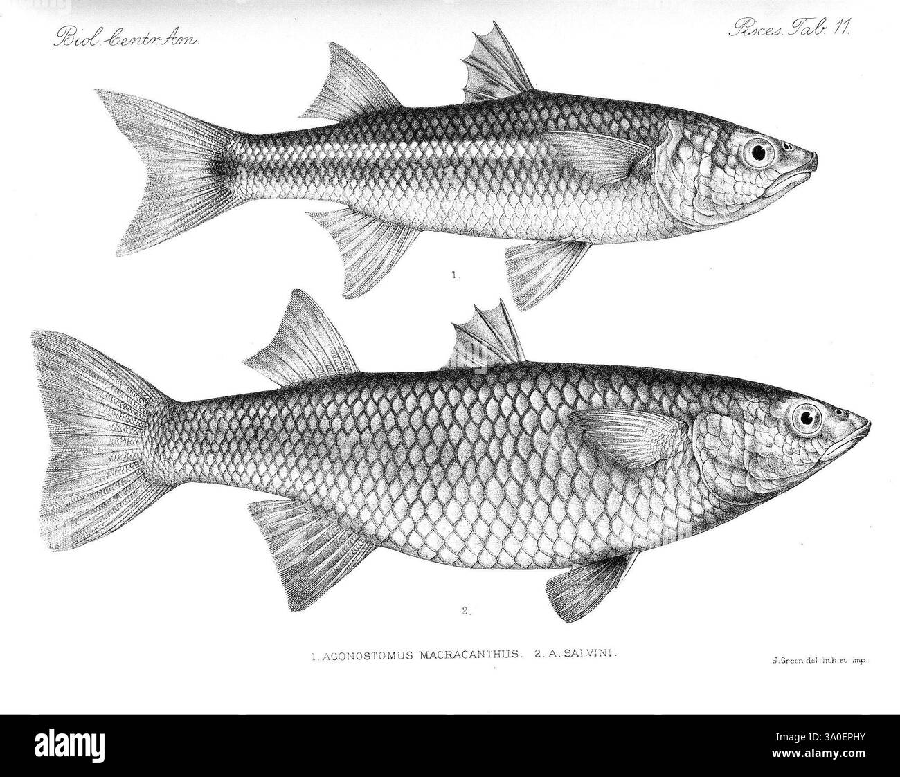 Biologia Centrali-Americana, London, herausgegeben von R. H. Porter, 1879-1915, Archäologie, Botanik, Zentralamerika, Beschreibung und Reisen, Wissenschaftliche Expeditionen, Zoologie, 78, Fisch, dieses Kunstwerk zeigt zwei detaillierte Abbildungen von Fischen, die ihre anatomischen Strukturen und Besonderheiten zeigen. Die obere Abbildung stellt **Agonostomus macracanthi** dar, gekennzeichnet durch seinen langgestreckten Körper, die vorstehende Rückenflosse und unterschiedliche Skalenmuster. Darunter befindet sich **Agonostomus salivini**, was eine ähnliche Körperform hervorhebt, jedoch mit unterschiedlichen Flossenplatzierungen und Skalenstrukturen. Bo Stockfoto