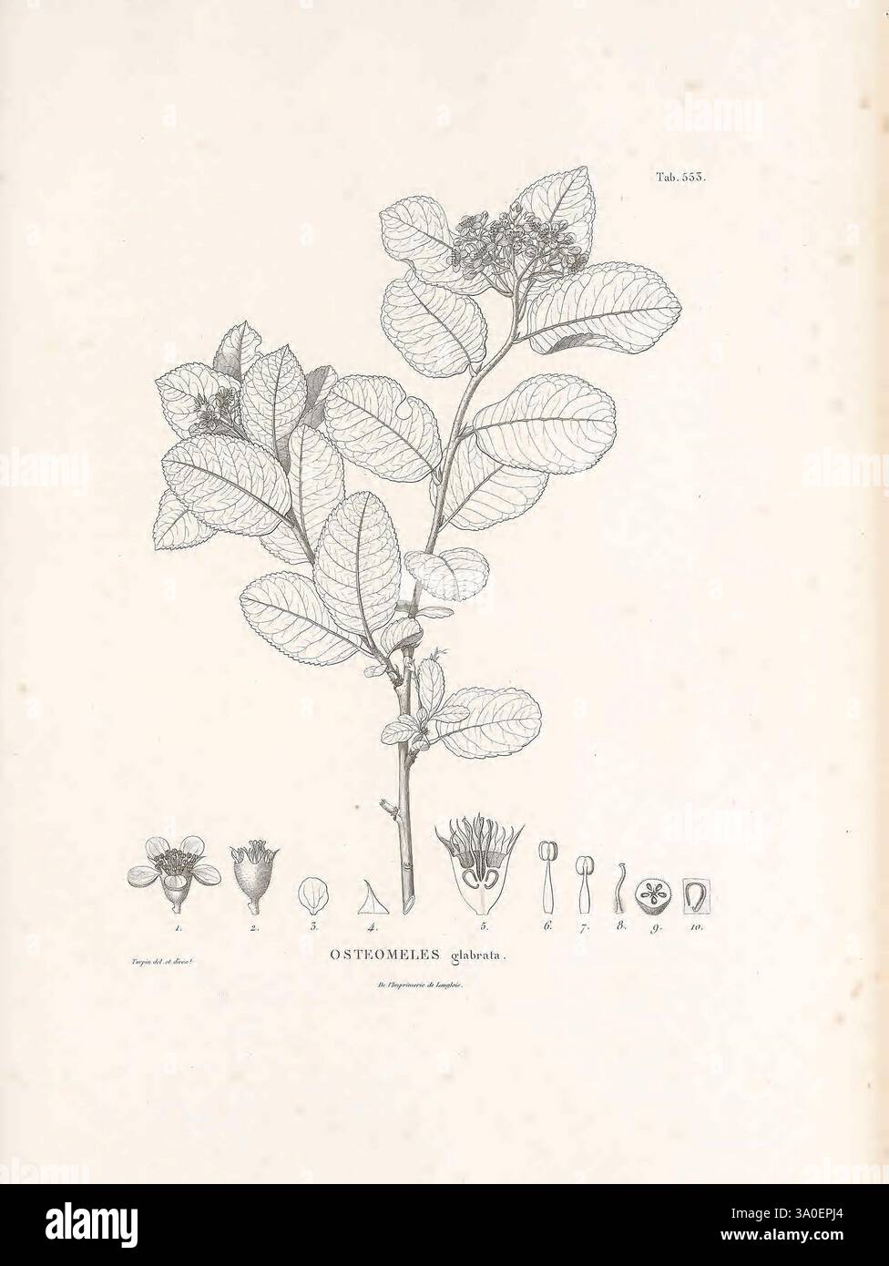 Nova genera et species plantarum, Antverpiae, ex officina Christophori