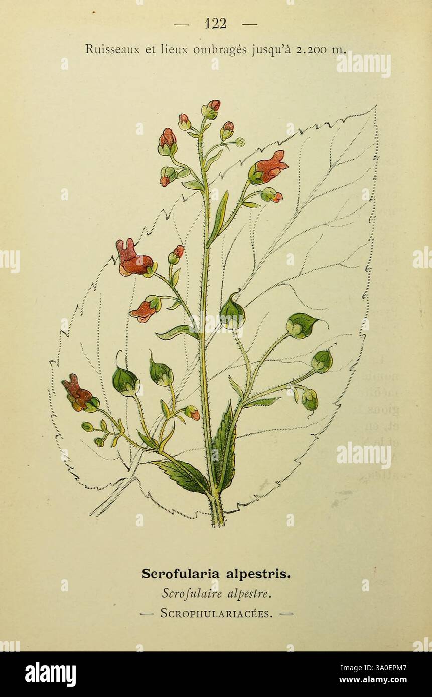 Nouvelle flore coloriée de poche des Alpes et des Pyrénées. Paris, Klincksieck, 1906-1912. alpen Pflanzen Pyrenäen, die Abbildung zeigt eine detaillierte Darstellung der Pflanze *Scrophularia alpestris*, allgemein bekannt als Alpenfigkraut. Die Pflanze zeichnet sich durch ihre langen, grünen Blätter mit hervorstehenden Adern und einer zarten Umrisse aus. Entlang des Stiels werden kleine, röhrenförmige Blüten in verschiedenen Phasen der Blüte gezeigt, die Farben zeigen, die auf Rot- und Grüntöne hinweisen. Die Pflanze wird als Teil der Familie der Scrophulariaceae identifiziert, und im Begleittext wird ihr Lebensraum präferenc angegeben Stockfoto