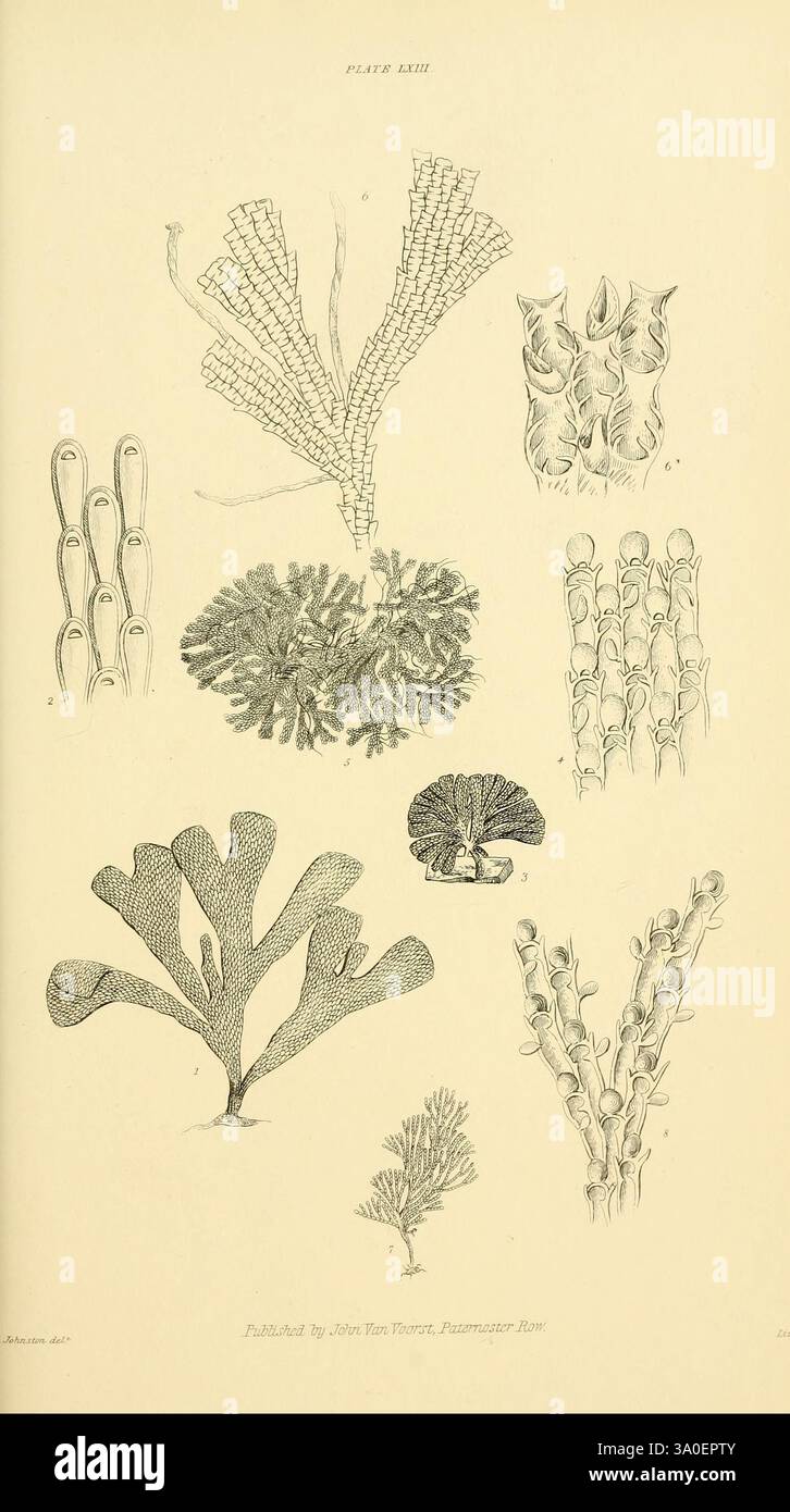 Eine Geschichte der britischen Zoophyten. London, J. Van Voorst, 1847, Bryozoa, Cnidaria, Ctenophora, Großbritannien, Meerestiere, Mikroskopie, diese Komposition zeigt eine Vielzahl von komplexen botanischen Illustrationen von Meeresalgen. Jedes Exemplar ist akribisch detailliert und hebt die einzigartigen Strukturen und Formen verschiedener Arten von Algen hervor. Oben links sind lange, fadenartige Strukturen zu sehen, während nebenstehende Illustrationen Stirnseiten mit filigranen Verzweigungsmustern zeigen. Das Arrangement betont die Vielfalt der Meerespflanzen und zeigt sowohl schlanke, langgezogene Formen als auch breitere, blattartige Stangen Stockfoto Eine Geschichte der britischen Zoophyten. London, J. Van Voorst, 1847, Bryozoa, Cnidaria, Ctenophora, Großbritannien, Meerestiere, Mikroskopie, diese Komposition zeigt eine Vielzahl von komplexen botanischen Illustrationen von Meeresalgen. Jedes Exemplar ist akribisch detailliert und hebt die einzigartigen Strukturen und Formen verschiedener Arten von Algen hervor. Oben links sind lange, fadenartige Strukturen zu sehen, während nebenstehende Illustrationen Stirnseiten mit filigranen Verzweigungsmustern zeigen. Das Arrangement betont die Vielfalt der Meerespflanzen und zeigt sowohl schlanke, langgezogene Formen als auch breitere, blattartige Stangen Stockfoto