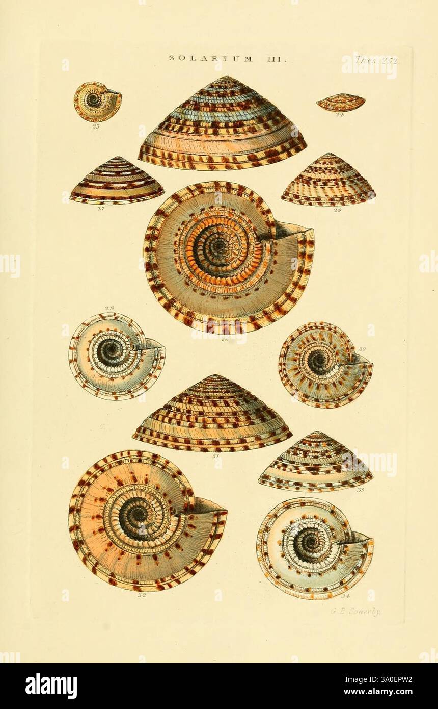 Thesaurus conchyliorum, oder Monographien der Gattungen der Muscheln, London, Sowerby, 1847-1887, Weichtiere, malerische Werke, Muscheln, Eine faszinierende Sammlung verschiedener Muschelarten, die ihre komplizierten Muster und einzigartigen Formen zeigen. Jedes Exemplar zeigt eine Mischung aus Spiralen, Graten und Streifen, die die Vielfalt der Natur unterstreicht. Die Schalen variieren in Größe und Form und zeichnen sich durch lebhafte Farben und symmetrische Designs aus, die ihre natürliche Schönheit unterstreichen. Diese Anordnung dient als Beweis für die Komplexität und Kunstfertigkeit, die in der Meereslebewesen vorhanden sind. Stockfoto