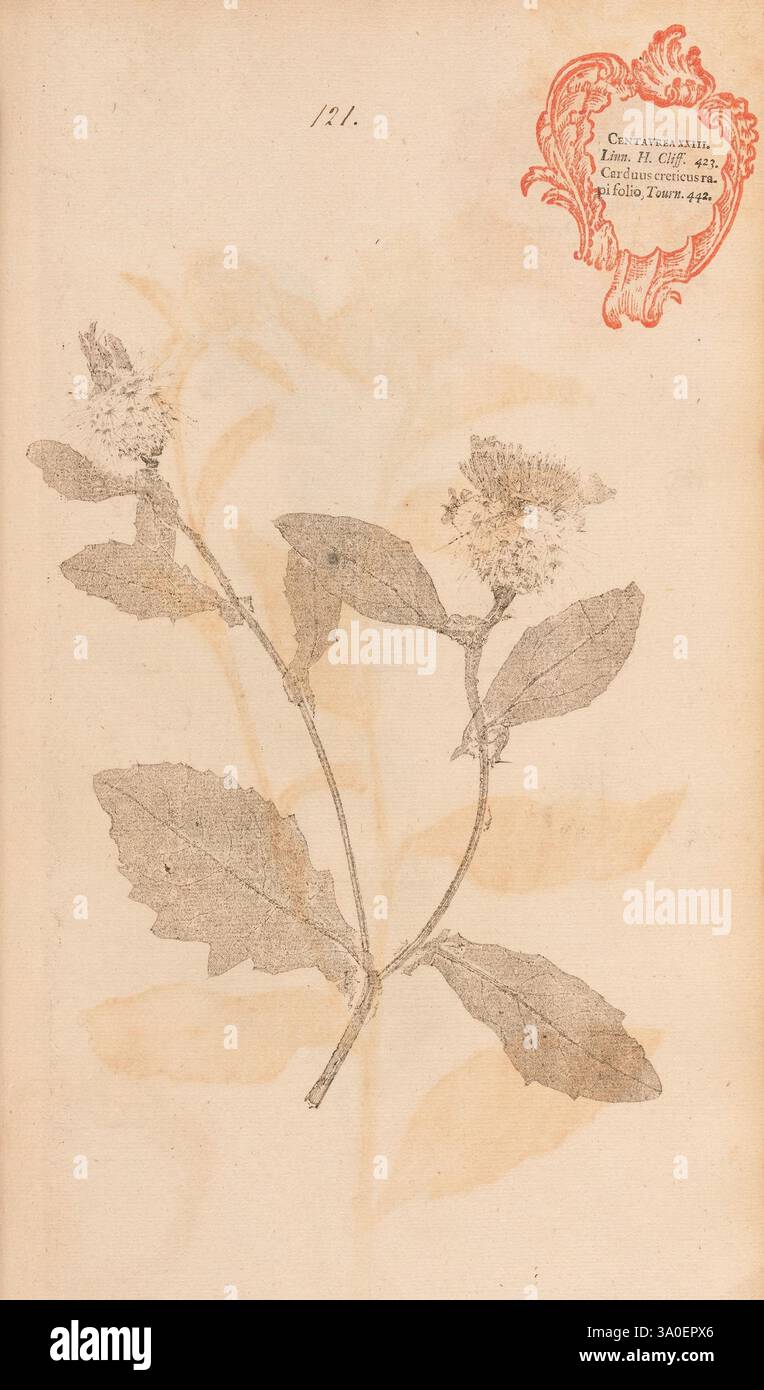 Flora Berolinensis, Berlin, Die Schule, 1757-1758, Berlin, Botanik, Deutschland, Naturdrucke, Bildwerke, Pflanzen, Exemplare, eine Illustration eines Pflanzenexemplars, mit einem zarten Zweig mit mehreren Blättern und kleinen Blütenbündeln. Die Blätter sind breit und haben markante gezackte Kanten, während die Blüten dicht gruppiert sind und eine subtile Textur aufweisen. In der oberen Ecke befindet sich ein kunstvoll verziertes dekoratives Element mit roter Tinte, das wahrscheinlich die botanische Klassifizierung oder eine Sammelnummer angibt. Der Hintergrund deutet auf eine alte Papierstruktur hin, die den historischen Kontext der Illu ergänzt Stockfoto