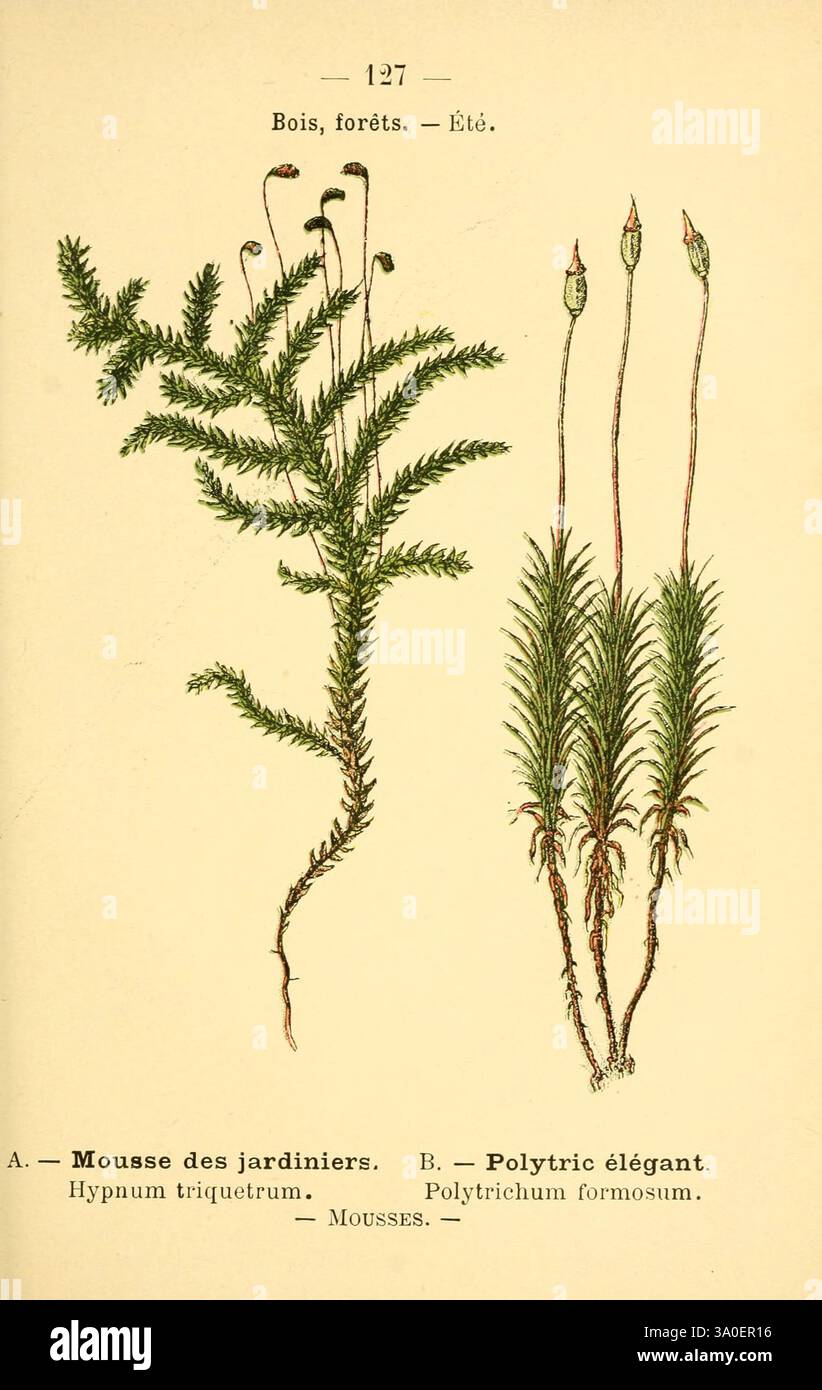 Atlas de poche des plantes des champs, des prairies et des bois Paris, [1894] Moss, Woodshole, Botanik, Polytrichum, Polytrichaceae, Haarmoos, Pictorial Works, Polytrichum formosum, Bank Haircap Moos, Europa Pflanze, Nordamerika Pflanze, Hypnum triquetrum, dreieckiges Hypnum, die Abbildung zeigt zwei unterschiedliche Arten von Moosen. Auf der linken Seite befindet sich eine detaillierte Darstellung von **Hypnum triquetrum**, allgemein bekannt als das Moos des Gärtners, gekennzeichnet durch seine üppigen, sich ausbreitenden Wedel, die ein gefiedertes Aussehen aufweisen. Rechts zeigt die Abbildung **Polytrichum formosum**, ebenfalls Re Stockfoto