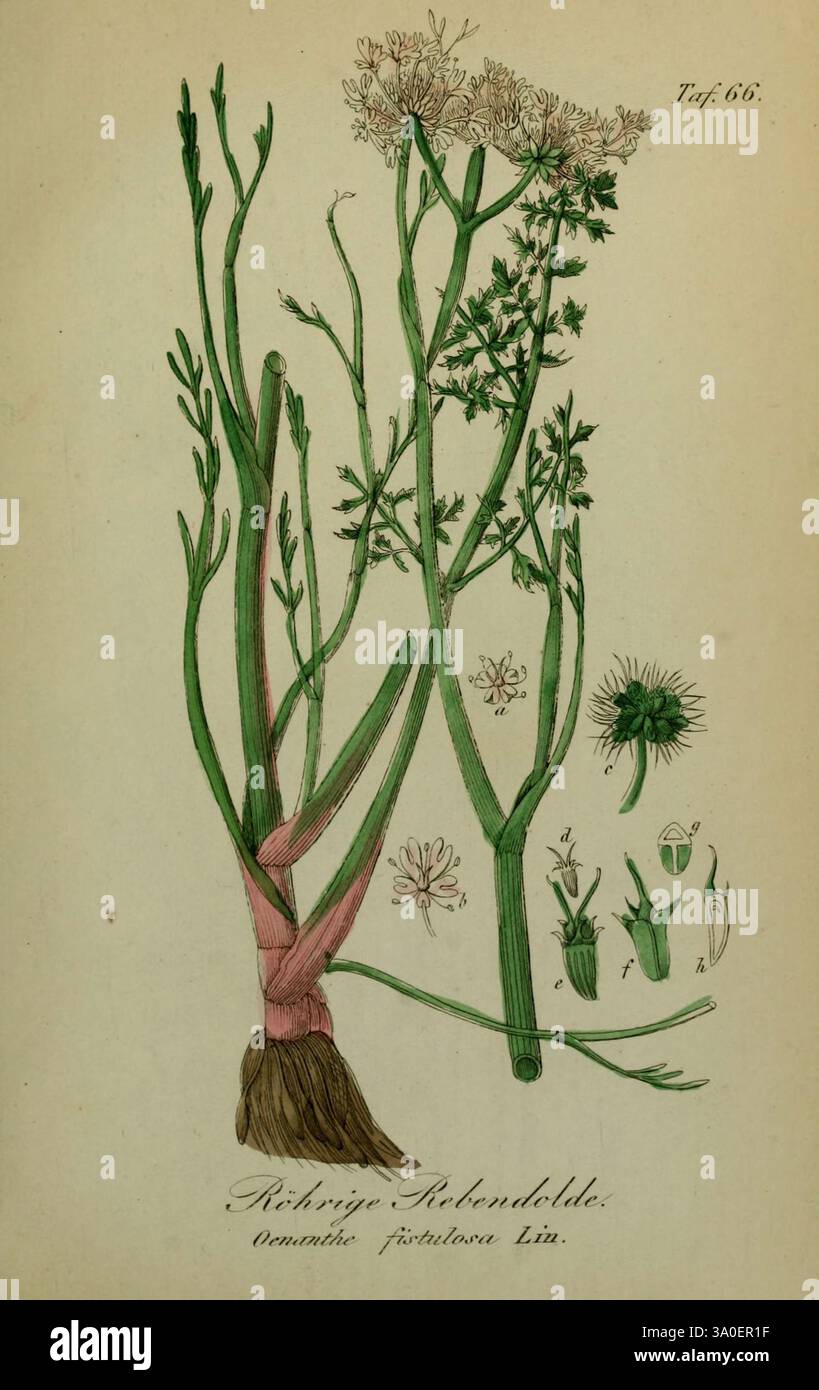 Sämmtliche Giftgewächse Deutschlands, Leipzig, F. Voight, 1854, Plants, Deutschland, giftige Pflanzen, der New Yorker Botanische Garten, Bildwerke, Oenanthe fistulosa, die Illustration zeigt eine detaillierte botanische Studie der Pflanze, die als Oenanthe fistulosa bekannt ist. Die zentrale Darstellung zeigt die langen Stängel der Pflanze, die mit Blättern präsentiert werden, die eine filigrane Struktur aufweisen, die typisch für Mitglieder der Familie der Apiaceae ist. Um die Hauptpflanze herum befinden sich verschiedene kleinere Illustrationen, die einen näheren Blick auf die unterschiedlichen Blütentrauben, Blattformen und das Wurzelsystem bieten. Die Gesamtheit Stockfoto