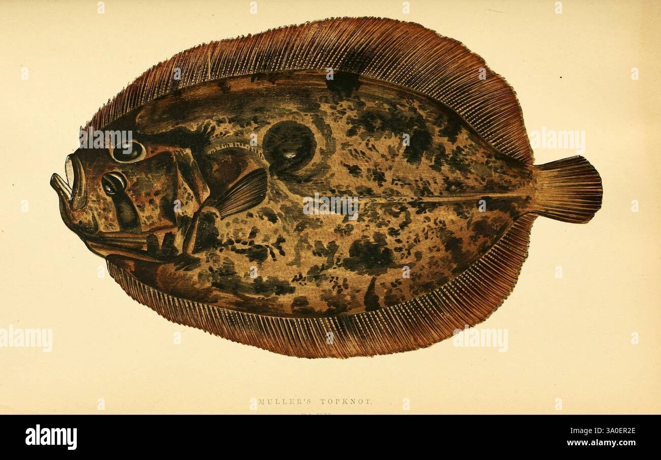 Eine Geschichte der Fische der Britischen Inseln 1862-65 Großbritannien, Fische, diese Komposition zeigt einen Plattfisch, der seine unverwechselbare ovale Form und einzigartige Farbe zeigt. Der Fisch wird mit seiner Unterseite freigelegt dargestellt, die seine helle Oberfläche und ungewöhnliche anatomische Strukturen zeigt. Die Kanten sind mit zarten Flossenrochen verziert, die nach außen ragen und die Aufmerksamkeit auf den stromlinienförmigen Körper des Fisches lenken. Strukturierte Muster, die an natürliche Tarnung erinnern, bedecken die Oberfläche und betonen die Anpassung an Unterwasserumgebungen. Diese Darstellung zeigt die komplizierten Details der Meereslebewesen A auf Stockfoto