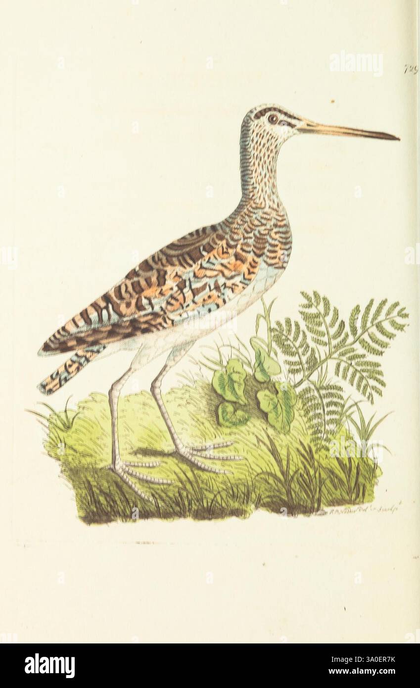 Die Verschiedenheit des Naturforschers oder farbige Figuren von Naturobjekten. London, gedruckt für Nodder & Co, 1789-1813. Tiere, malerische Werke, Museen Victoria, George Shaw, Ein schlanker Küstenvogel steht anmutig vor der Kulisse üppiger grüner Vegetation. Sein langer, gerader Schnabel ist hervorzuheben und wurde entwickelt, um den Boden auf der Suche nach Nahrung zu erforschen. Das Gefieder des Vogels zeigt eine Reihe von komplizierten Mustern und Farben, die Erdtöne mit auffälligen Markierungen verbinden. Um sie herum sind zarte Farne und Gras, die die natürliche Umgebung noch verstärken. Die Gesamtkomposition unterstreicht das elegante p Stockfoto