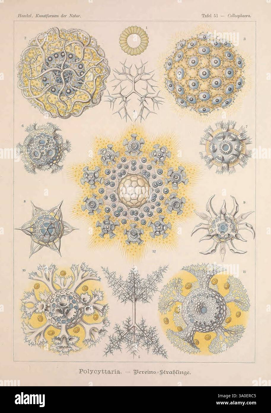 Kunstformen der Natur Leipzig und Wien, Verlag des Bibliographischen Instituts, 1899-1904. Naturgeschichte, Bildwerke. Diese Illustration zeigt eine Vielzahl von aufwendig gestalteten Mikroorganismen, insbesondere aus der Gruppe Polycytararia. Jeder Organismus wird mit präzisen Details dargestellt, die seine einzigartigen Formen und strukturellen Merkmale hervorheben. Die Komposition umfasst verschiedene Formen wie sternförmige Strukturen, kugelförmige Formen und komplizierte Verzweigungen, die alle mit Mustern verziert sind, die ihre organische Natur betonen. Der Hintergrund ist dezent eingefärbt, was das visuelle impa verbessert Stockfoto
