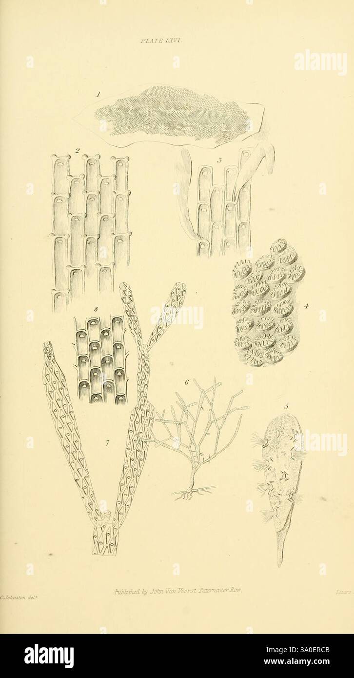 Eine Geschichte der britischen Zoophyten, London, J. Van Voorst, 1847, Bryozoa, Cnidaria, Ctenophora, Großbritannien, Meerestiere, Mikroskopie, eine wissenschaftliche Illustration, die verschiedene Meeresorganismen und -Strukturen zeigt. Das Bild ist in mehrere beschriftete Abbildungen unterteilt, die jeweils unterschiedliche anatomische Merkmale hervorheben. Die erste Abbildung zeigt einen großen, flachen, schirmartigen Organismus. Die nächsten Figuren zeigen röhrenförmige Strukturen, die Korallen oder Schwämmen ähneln und komplizierte Muster und Texturen demonstrieren. Weitere Elemente sind Verzweigungsformen und detaillierte Darstellungen biologischer Formen, die e enthalten Stockfoto Eine Geschichte der britischen Zoophyten, London, J. Van Voorst, 1847, Bryozoa, Cnidaria, Ctenophora, Großbritannien, Meerestiere, Mikroskopie, eine wissenschaftliche Illustration, die verschiedene Meeresorganismen und -Strukturen zeigt. Das Bild ist in mehrere beschriftete Abbildungen unterteilt, die jeweils unterschiedliche anatomische Merkmale hervorheben. Die erste Abbildung zeigt einen großen, flachen, schirmartigen Organismus. Die nächsten Figuren zeigen röhrenförmige Strukturen, die Korallen oder Schwämmen ähneln und komplizierte Muster und Texturen demonstrieren. Weitere Elemente sind Verzweigungsformen und detaillierte Darstellungen biologischer Formen, die e enthalten Stockfoto
