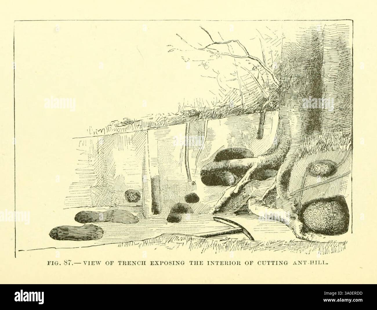 Pächter einer alten Farm, New York, Fords, Howard & Hulbert, 1885 1884, Insekten, Jugendliteratur, die Illustration zeigt eine Querschnittsansicht eines Baumstamms, wobei Variationen in Textur und Muster innerhalb des Holzes hervorgehoben werden. Es sind deutliche Bereiche mit Granularität sichtbar, die die komplexen Details der Wachstumsringe des Baumes zeigen. Einige Abschnitte weisen dunkle Flecken auf, die auf das Vorhandensein von Knoten oder anderen natürlichen Unregelmäßigkeiten hinweisen können. Die umliegenden Linien und Illustrationen deuten auf eine Untersuchung der Holzeigenschaften hin, die die Komplexität der Baumanatomie betont, wahrscheinlich für pädagogische oder Stockfoto