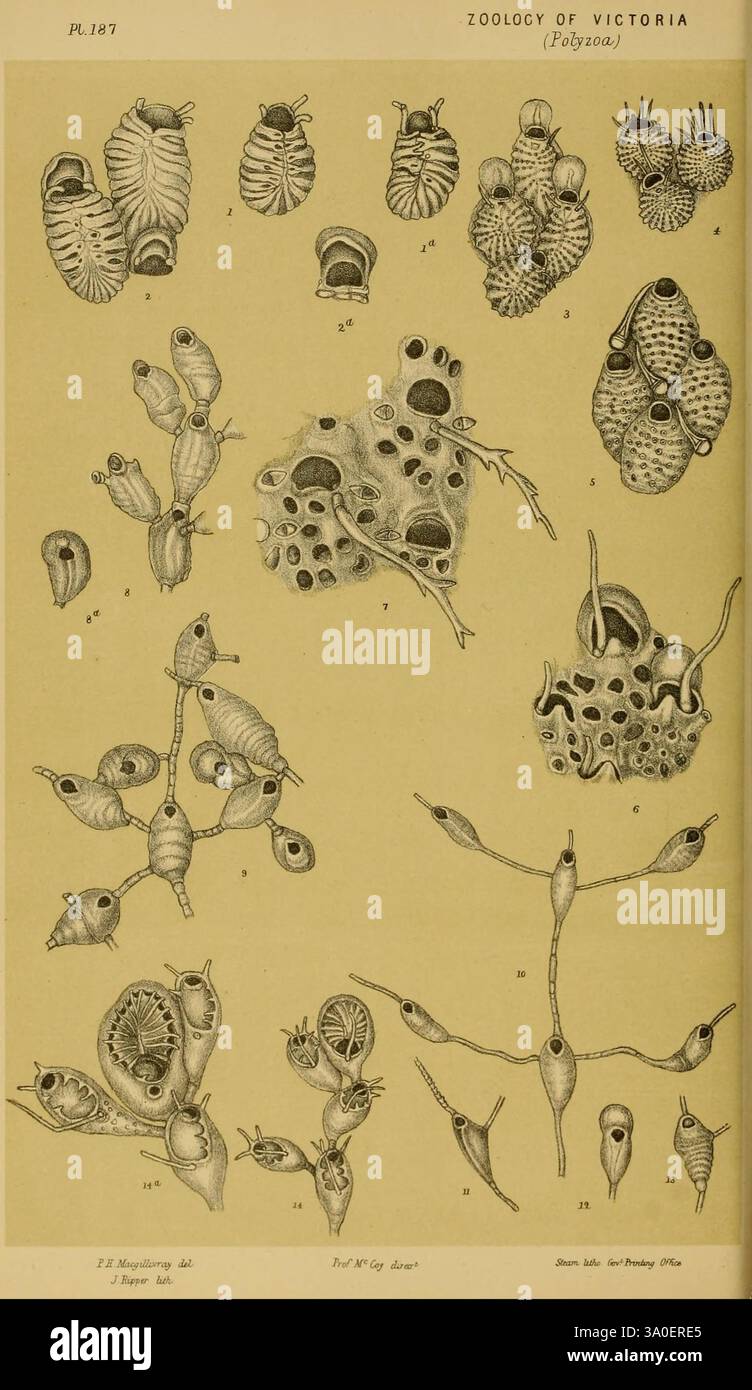 Naturgeschichte von Victoria, Melbourne, J. Ferres, Regierungsdrucker, 1885-90, Australien, Victoria, Zoologie, Australien, Museum Victoria, McCoy, diese Illustration zeigt eine Reihe komplizierter Darstellungen verschiedener Meeresorganismen aus dem Stamm Coelenterata, die ihre einzigartigen Strukturen und Formen detailliert darstellen. Die Zeichnung zeigt eine Vielzahl von Formen, darunter abgerundete Körper, längliche Anhängsel und komplexe Muster, die wahrscheinlich verschiedene Arten oder Lebensstadien wie Polypen, Medusen und Larven darstellen. Jeder Organismus wird mit einer entsprechenden Nummer als Referenz gekennzeichnet, die seine di hervorhebt Stockfoto