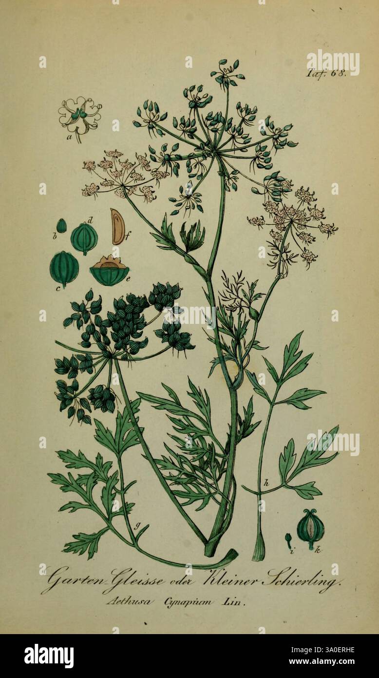 Sämmtliche Giftgewächse Deutschlands Leipzig, F. Voight, 1854. Pflanzen, Deutschland, giftige Pflanzen, der New Yorker Botanische Garten, Bildwerke, Aethusa cynapium, die Abbildung zeigt eine botanische Studie einer Pflanze, die als „Garten-Gleisse“ oder „kleiner Schlüsselring“ identifiziert wurde und zu der Art *Anthriscus sylvestris* gehört. Die Darstellung zeigt verschiedene Elemente der Pflanze: Fein detaillierte Blätter an der Basis, zarte Blüten mit unterschiedlichen Blütestadien an der Spitze und markante Früchte an der Seite. Um die zentrale Pflanze herum befinden sich kleine, beschriftete Abbildungen anderer botanischer Merkmale Stockfoto
