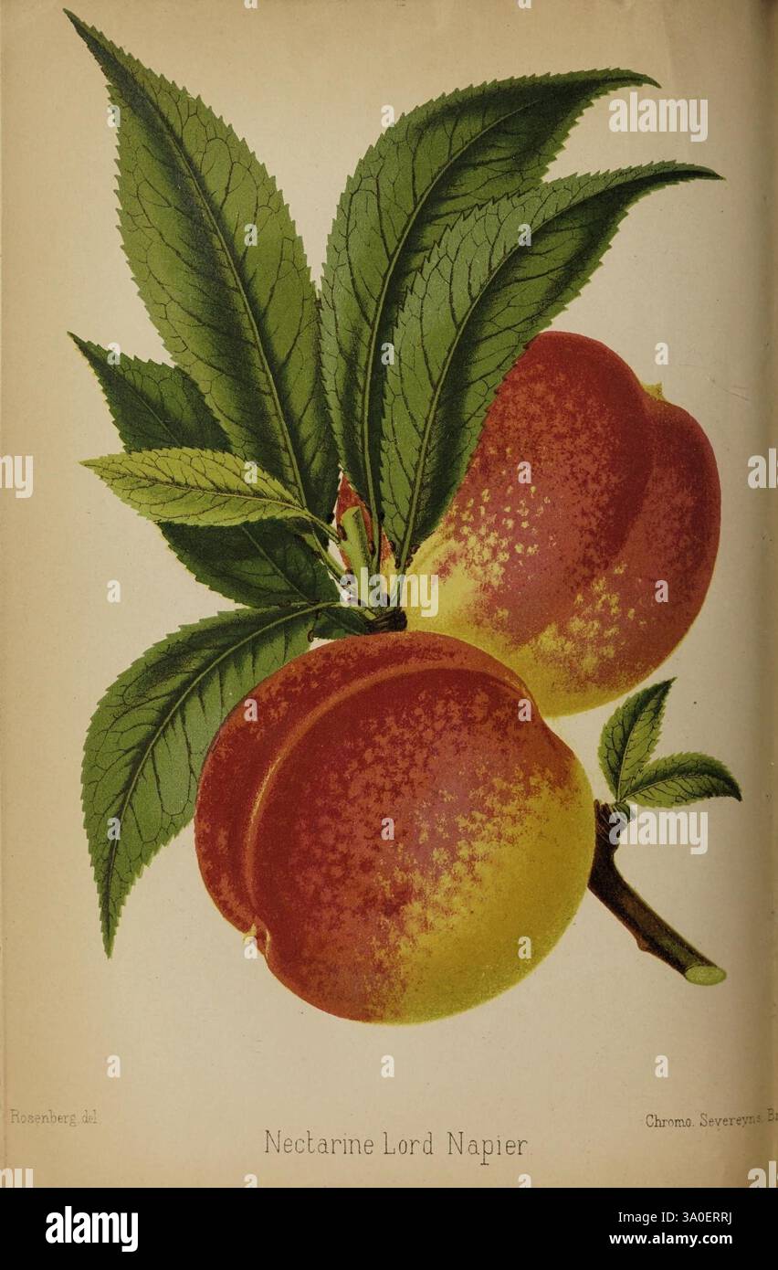 The Florist and Pomologist London, Journal of Horticulture Office, 1863-1879., die Illustration zeigt zwei reife Nektarinen mit der Aufschrift „Nektarine Lord Napier“. Die Frucht ist mit leuchtend gelber und roter Haut dargestellt und zeigt eine gesprenkelte Textur, die ihre Frische unterstreicht. Die Nektarinen sind eingebettet zwischen üppig grünen Blättern und stehen auf einem Zweig, was ihr organisches Wachstum unterstreicht. Die akribische Detaillierung von Obst und Laub vermittelt ein Gefühl von Realismus und zelebriert die Schönheit dieser reizvollen Nektarinensorte. Stockfoto