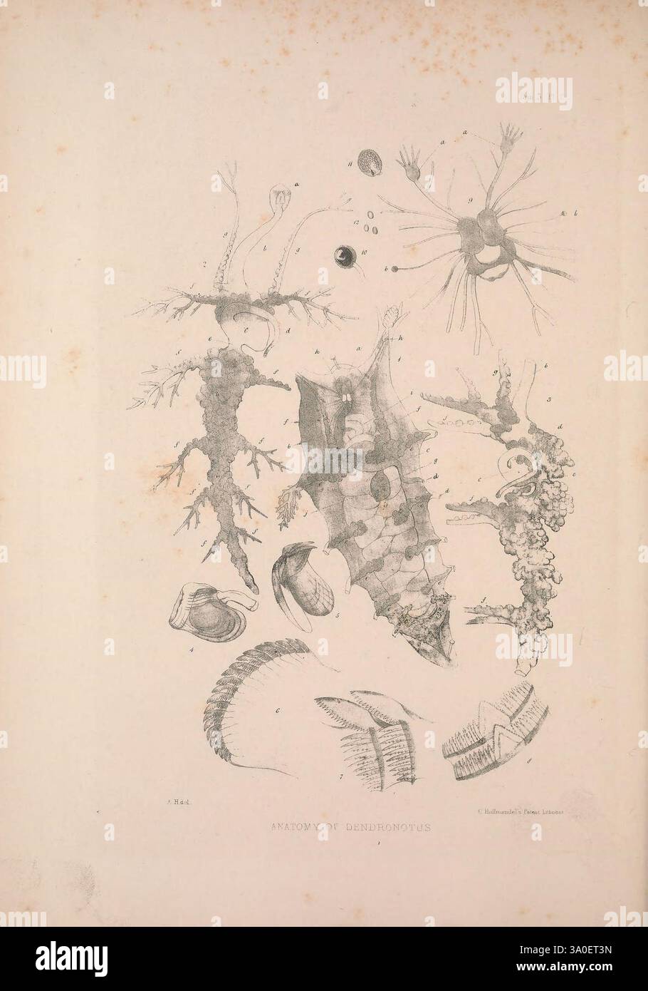 Eine Monografie des britischen Nacktschlechtums Mollusca, London, 1845-1910, Großbritannien, Mollusken, nudibranchia, Eine Sammlung komplizierter und detaillierter Illustrationen, die verschiedene Meeresorganismen darstellen. Das Kunstwerk zeigt eine Vielfalt von Meereslebewesen, einschließlich einer stilisierten Darstellung einer Seegurke, einer Vielzahl von planktonartigen Elementen und einzigartigen, skurrilen Formen, die an Korallen oder andere Unterwasserstrukturen erinnern. Jede Kreatur wird mit Präzision gerendert, wobei ihre Besonderheiten, Texturen und anatomischen Details betont werden, was einen faszinierenden Einblick in die Komplexität von oceani gibt Stockfoto Eine Monografie des britischen Nacktschlechtums Mollusca, London, 1845-1910, Großbritannien, Mollusken, nudibranchia, Eine Sammlung komplizierter und detaillierter Illustrationen, die verschiedene Meeresorganismen darstellen. Das Kunstwerk zeigt eine Vielfalt von Meereslebewesen, einschließlich einer stilisierten Darstellung einer Seegurke, einer Vielzahl von planktonartigen Elementen und einzigartigen, skurrilen Formen, die an Korallen oder andere Unterwasserstrukturen erinnern. Jede Kreatur wird mit Präzision gerendert, wobei ihre Besonderheiten, Texturen und anatomischen Details betont werden, was einen faszinierenden Einblick in die Komplexität von oceani gibt Stockfoto