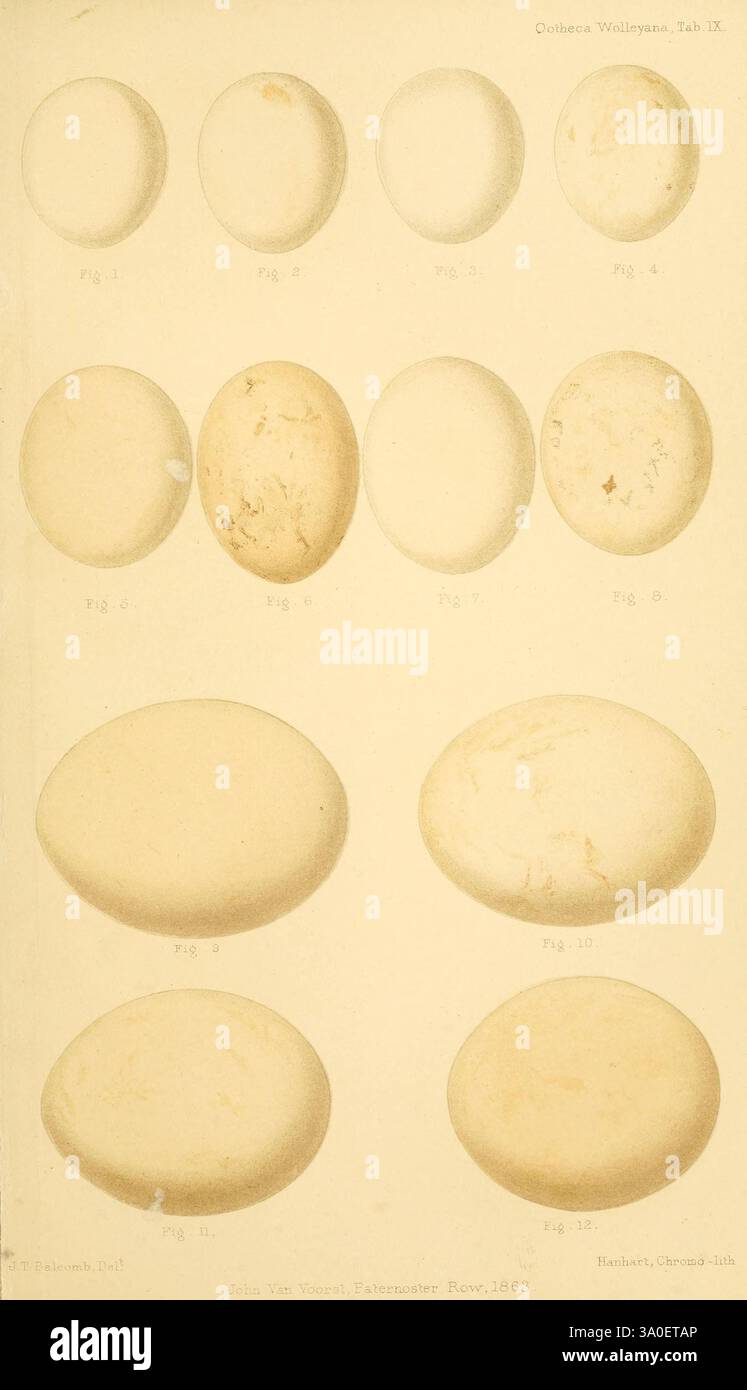 Ootheca Wolleyana London, verkauft von R. H. Porter, 1864–1907. Vögel, Eier, Nyctale Tengmalmi, Surnia ulula, Syrnium lapponicum, eine Sammlung illustrierter Eier mit verschiedenen Formen und Größen, die in einem Raster angeordnet sind. Jedes Ei ist nummeriert und zeigt subtile Unterschiede in Textur und Dimension. Die Abbildungen betonen die natürlichen Variationen der Eier, wobei die glatten Oberflächen und die unterschiedlichen Konturen hervorgehoben werden. Die Gesamtzusammensetzung ist ein wissenschaftlicher oder pädagogischer Schwerpunkt, der die Vielfalt der Eiformen untersucht, möglicherweise für eine Studie über Vogelarten oder die Morphologie der Eier. Stummgeschaltet Stockfoto