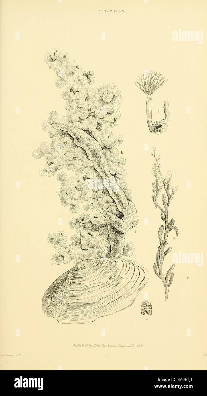Eine Geschichte der britischen Zoophyten. London, J. Van Voorst, 1847, Bryozoa, Cnidaria, Ctenophora, Großbritannien, Meerestiere, Mikroskopie, Eine detaillierte botanische Illustration, die eine aufwändig gestaltete Meerespflanze zeigt. Die zentrale Figur zeigt eine strukturierte, verzweigte Struktur mit kleinen, zarten Blüten, die ihre Länge schmücken und auf ein lebendiges Unterwasser-Ökosystem hinweisen. Links zeigt ein langgestreckter, bandartiger Algen eine wellenförmige Form, die das Gefühl der Fließfähigkeit der Unterwasserflora verstärkt. Zu diesen Abbildungen wird ein weiterer kleinerer Organismus dargestellt, possi Stockfoto Eine Geschichte der britischen Zoophyten. London, J. Van Voorst, 1847, Bryozoa, Cnidaria, Ctenophora, Großbritannien, Meerestiere, Mikroskopie, Eine detaillierte botanische Illustration, die eine aufwändig gestaltete Meerespflanze zeigt. Die zentrale Figur zeigt eine strukturierte, verzweigte Struktur mit kleinen, zarten Blüten, die ihre Länge schmücken und auf ein lebendiges Unterwasser-Ökosystem hinweisen. Links zeigt ein langgestreckter, bandartiger Algen eine wellenförmige Form, die das Gefühl der Fließfähigkeit der Unterwasserflora verstärkt. Zu diesen Abbildungen wird ein weiterer kleinerer Organismus dargestellt, possi Stockfoto