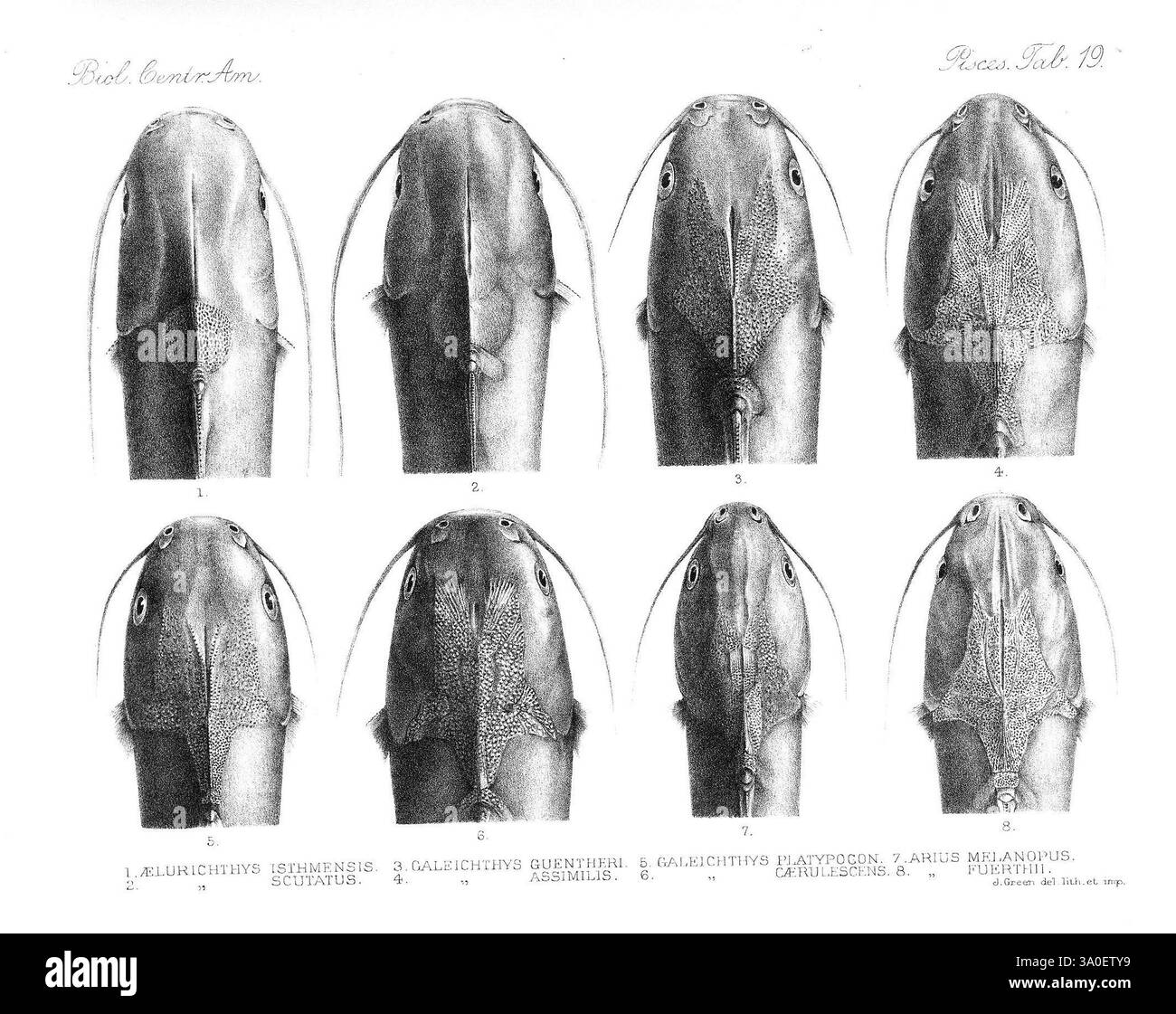 Biologia Centrali-Americana, London, 1879-1915, Archäologie, Botanik, Zentralamerika, Beschreibung und Reisen, Wissenschaftliche Expeditionen, Zoologie, 94, Fish, Eine Sammlung detaillierter Illustrationen, die verschiedene Arten von Welsen zeigen und ihre einzigartigen morphologischen Merkmale betonen. Jede Abbildung ist mit Zahlen von 1 bis 8 gekennzeichnet, wobei die entsprechenden wissenschaftlichen Namen unten aufgeführt sind, darunter *Aulorhynchus flavipinnis*, *Galichthys guentheri* und *Arius melanopus*. Die Serie hebt die charakteristischen Kopfformen und Flossenstrukturen dieser Fische hervor und gibt einen Einblick in ihre anatomischen Variationen Stockfoto